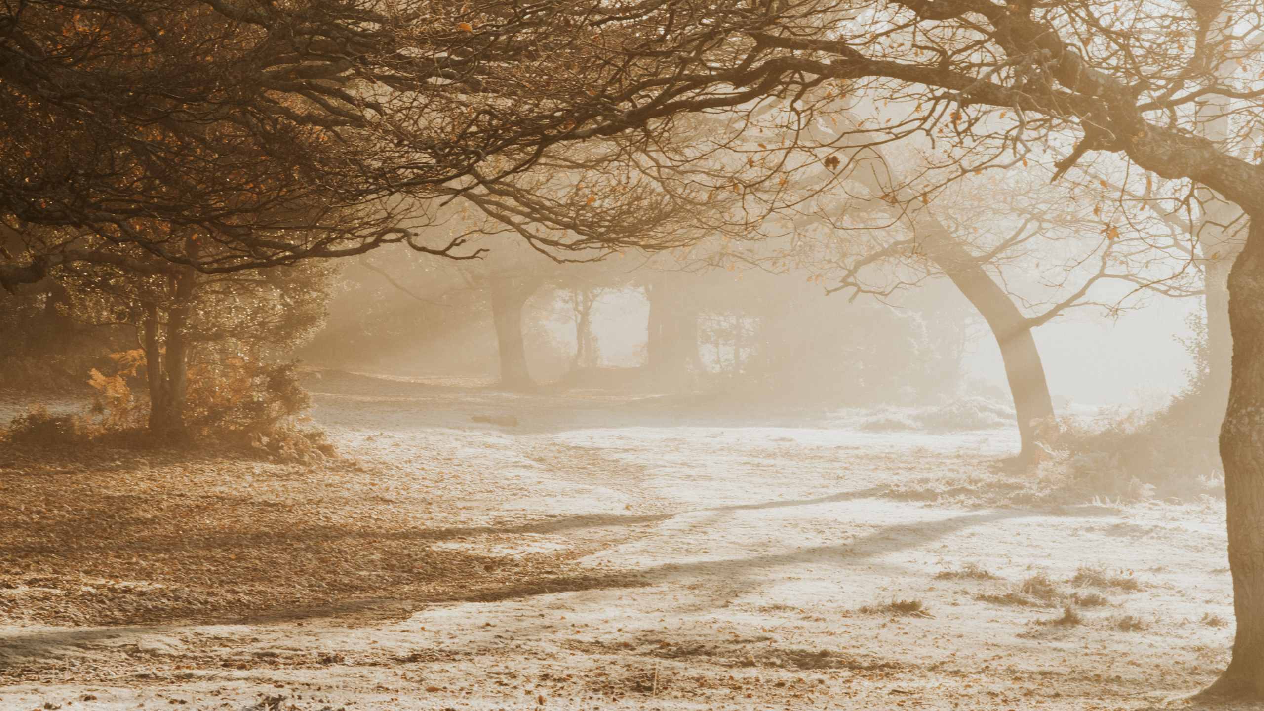 Branch, Himmel, Baum, Natur, Morgen. Wallpaper in 2560x1440 Resolution