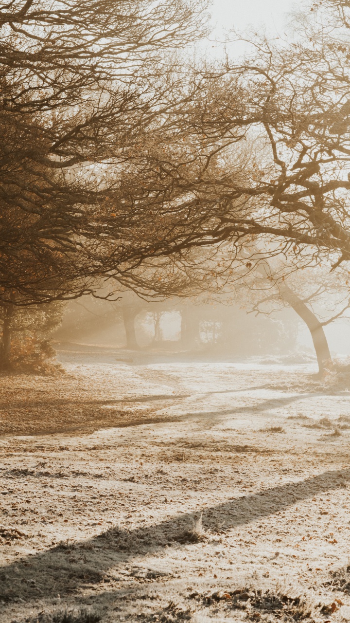 Branch, Himmel, Baum, Natur, Morgen. Wallpaper in 720x1280 Resolution