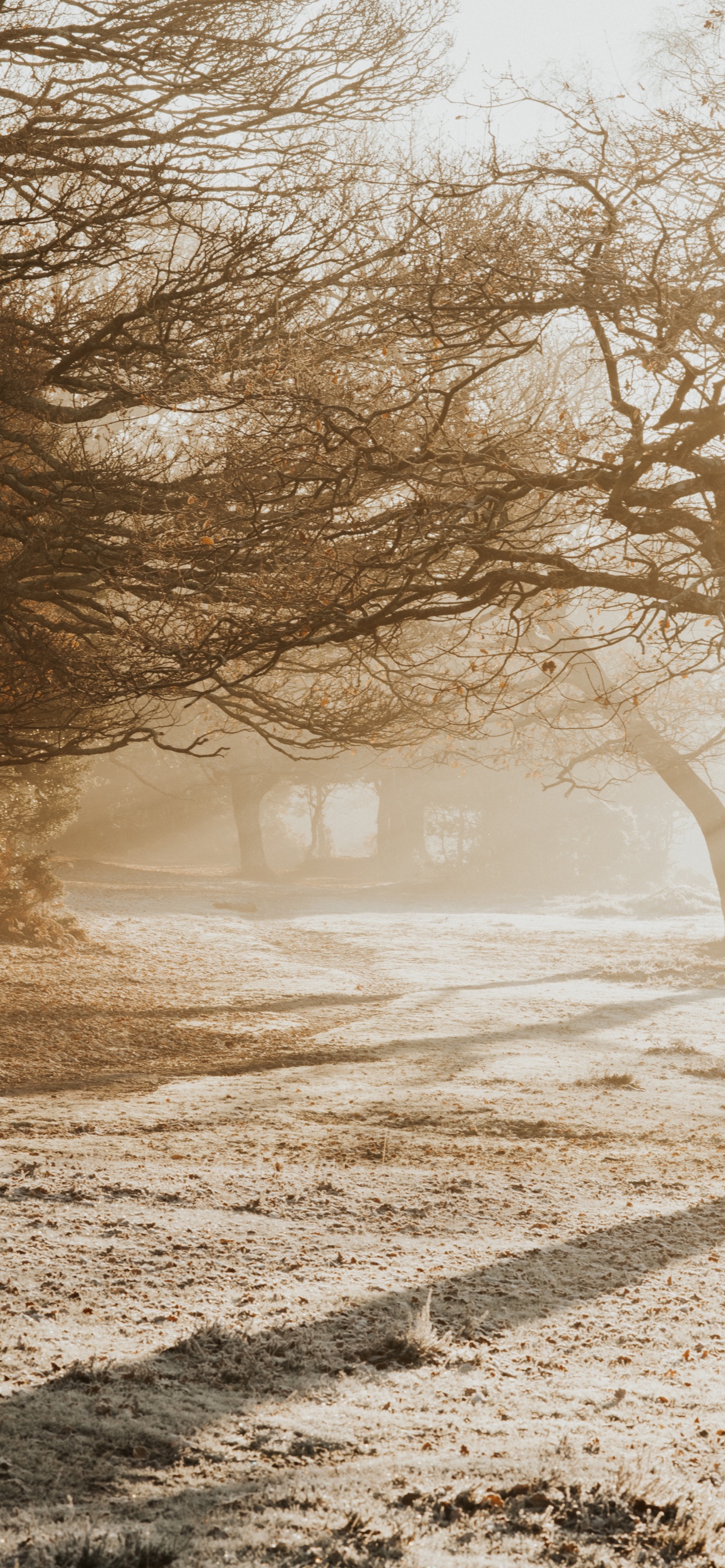 Sucursal, Naturaleza, Mañana, la Luz Del Sol, Invierno. Wallpaper in 1242x2688 Resolution