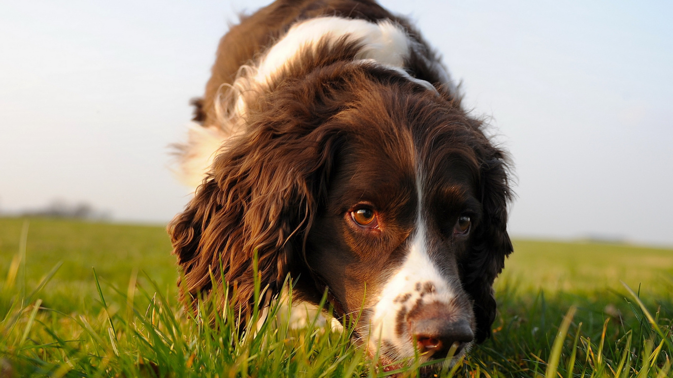 Brown and White Long Coated Dog on Green Grass During Daytime. Wallpaper in 1366x768 Resolution