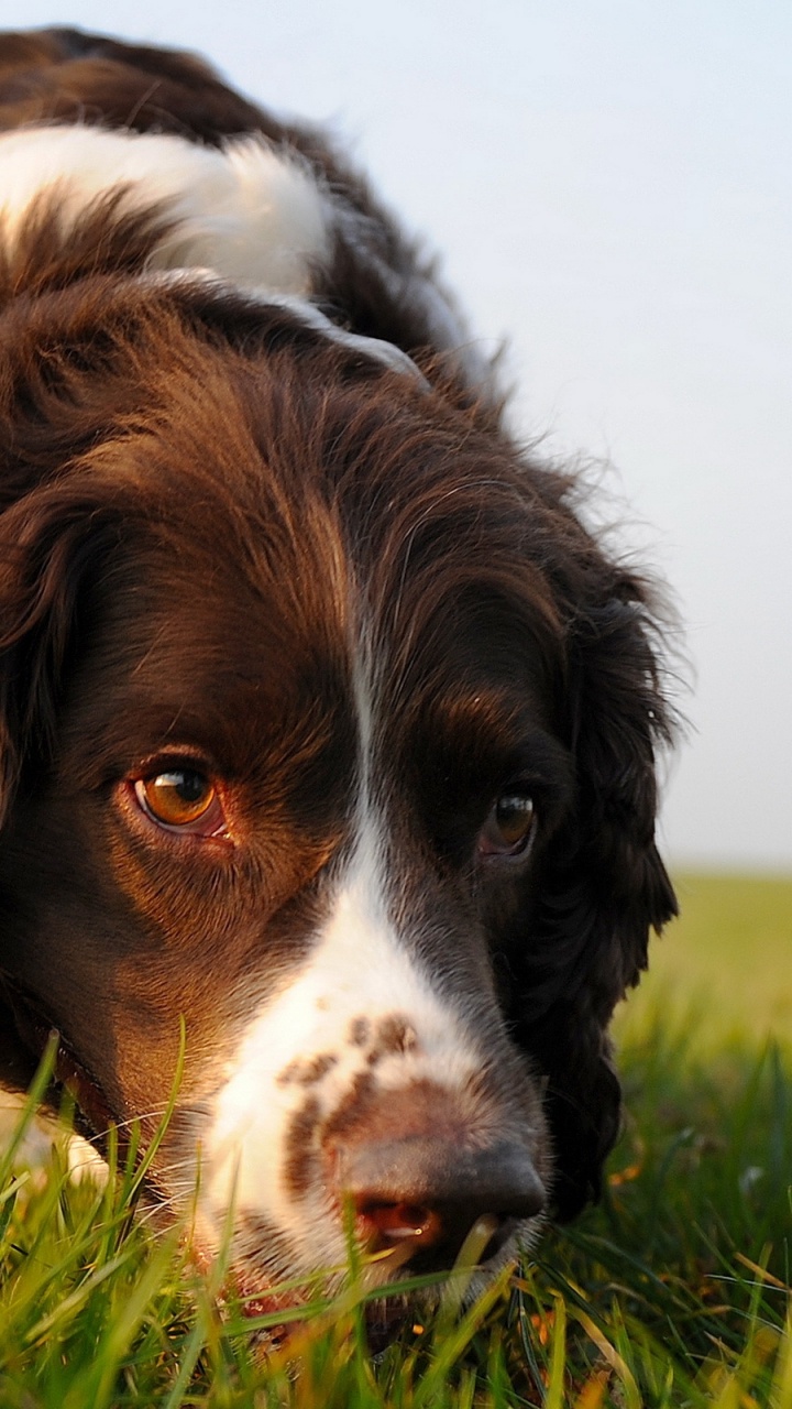 Brown and White Long Coated Dog on Green Grass During Daytime. Wallpaper in 720x1280 Resolution