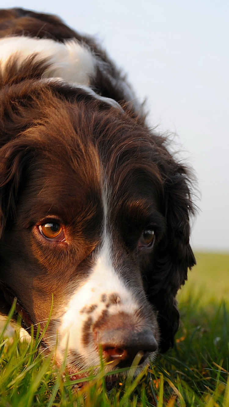 Brown and White Long Coated Dog on Green Grass During Daytime. Wallpaper in 750x1334 Resolution