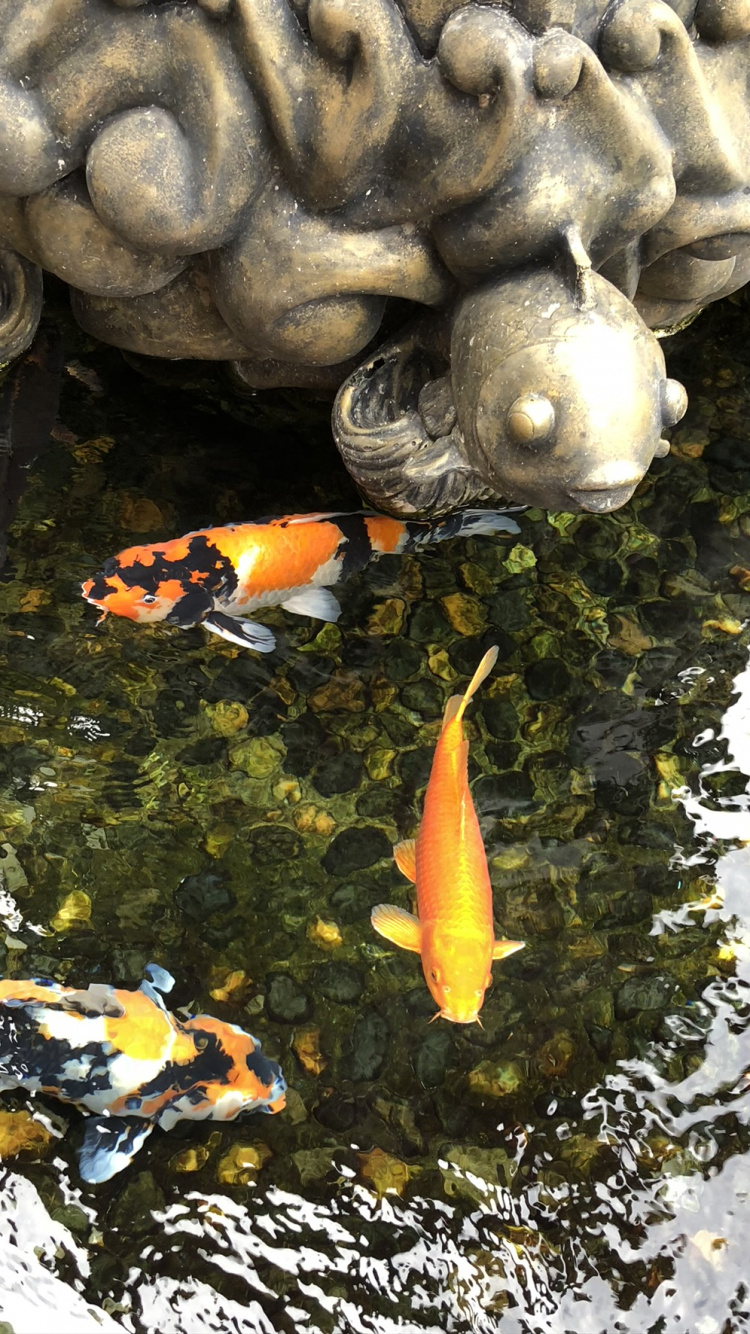 Agua, Koi, Estanque de Peces, Pescado, Biología Marina. Wallpaper in 750x1334 Resolution