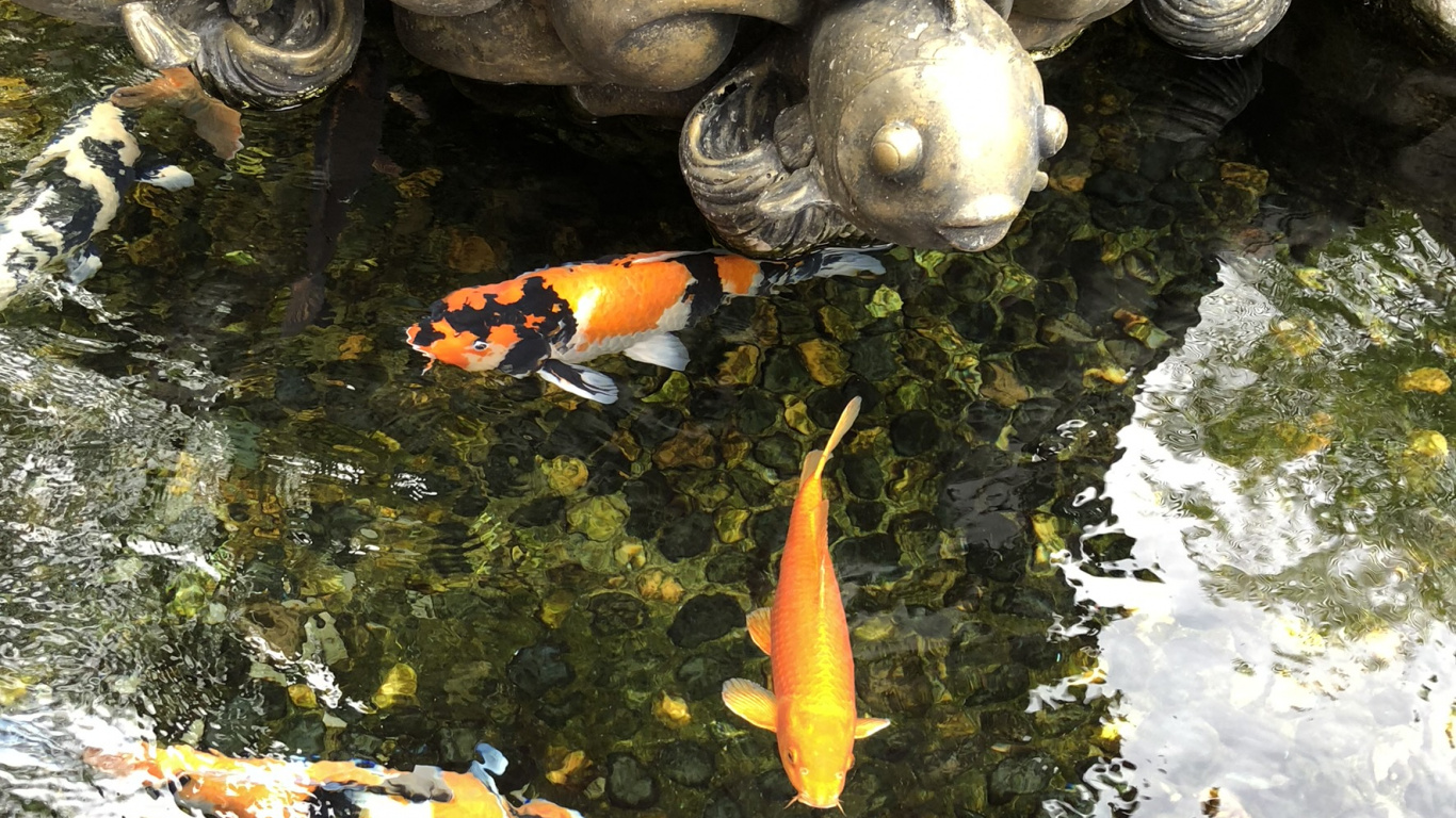 Water, Koi, Fish Pond, Fish, Marine Biology. Wallpaper in 1366x768 Resolution