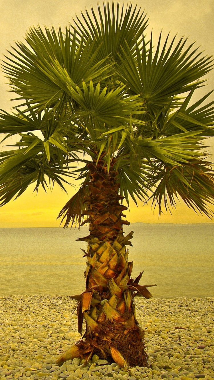 Tagsüber Grüne Palme am Strand. Wallpaper in 750x1334 Resolution