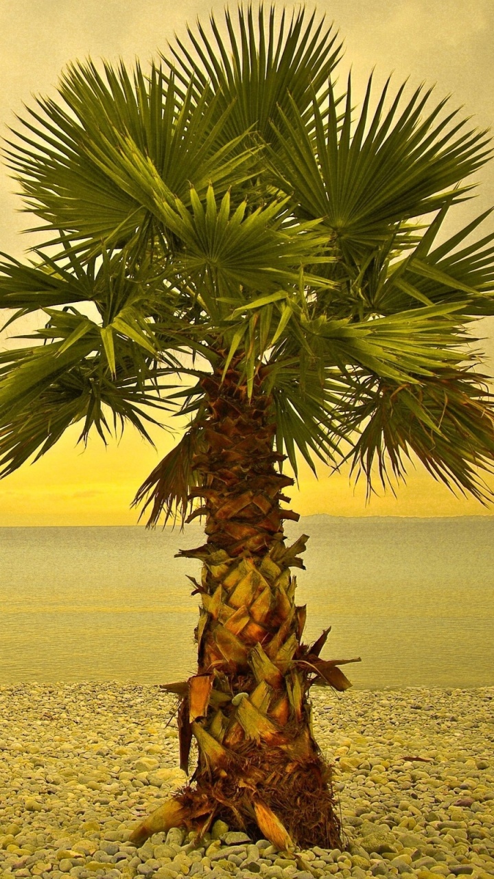 Palmera Verde en la Playa Durante el Día. Wallpaper in 720x1280 Resolution