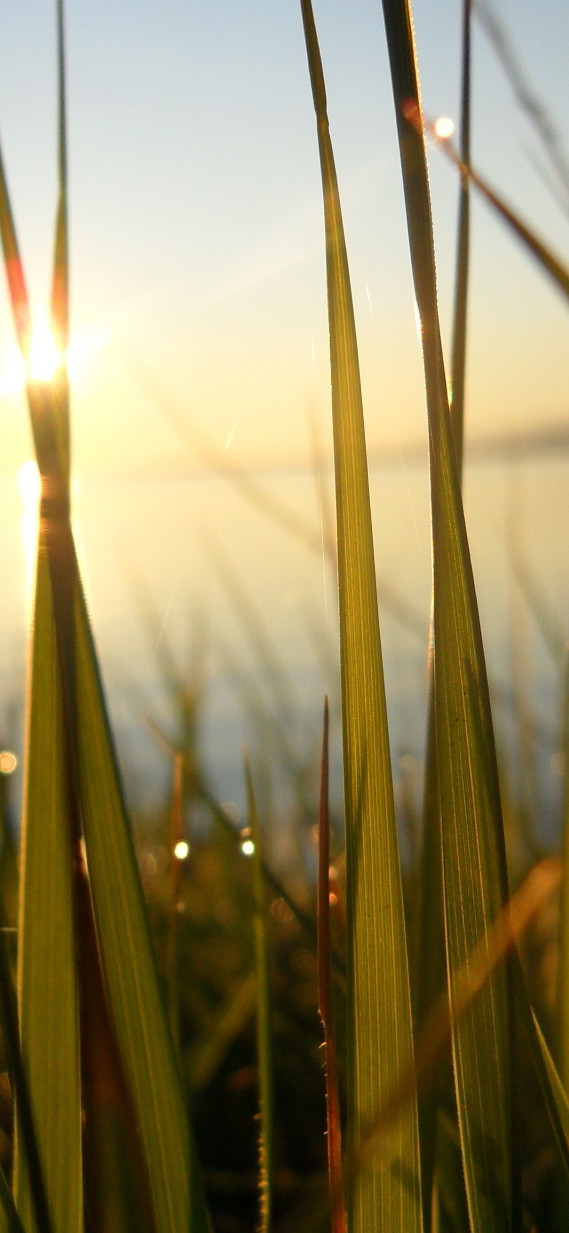 Champ de Blé Vert au Coucher du Soleil. Wallpaper in 1125x2436 Resolution