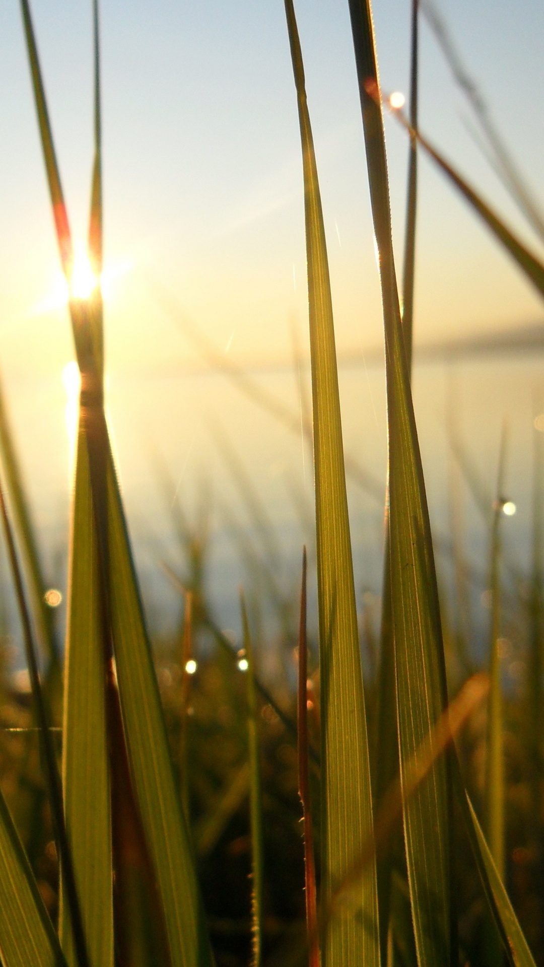 Green Wheat Field During Sunset. Wallpaper in 1080x1920 Resolution