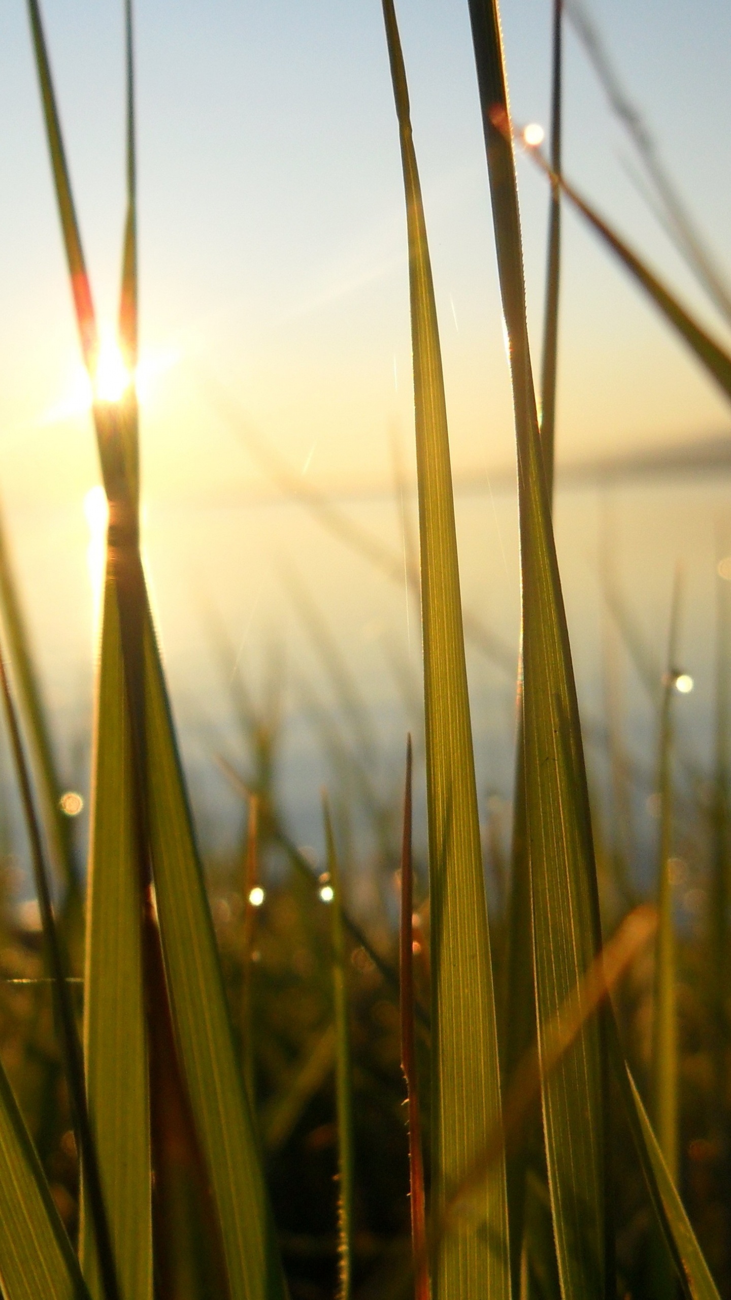 Green Wheat Field During Sunset. Wallpaper in 1440x2560 Resolution