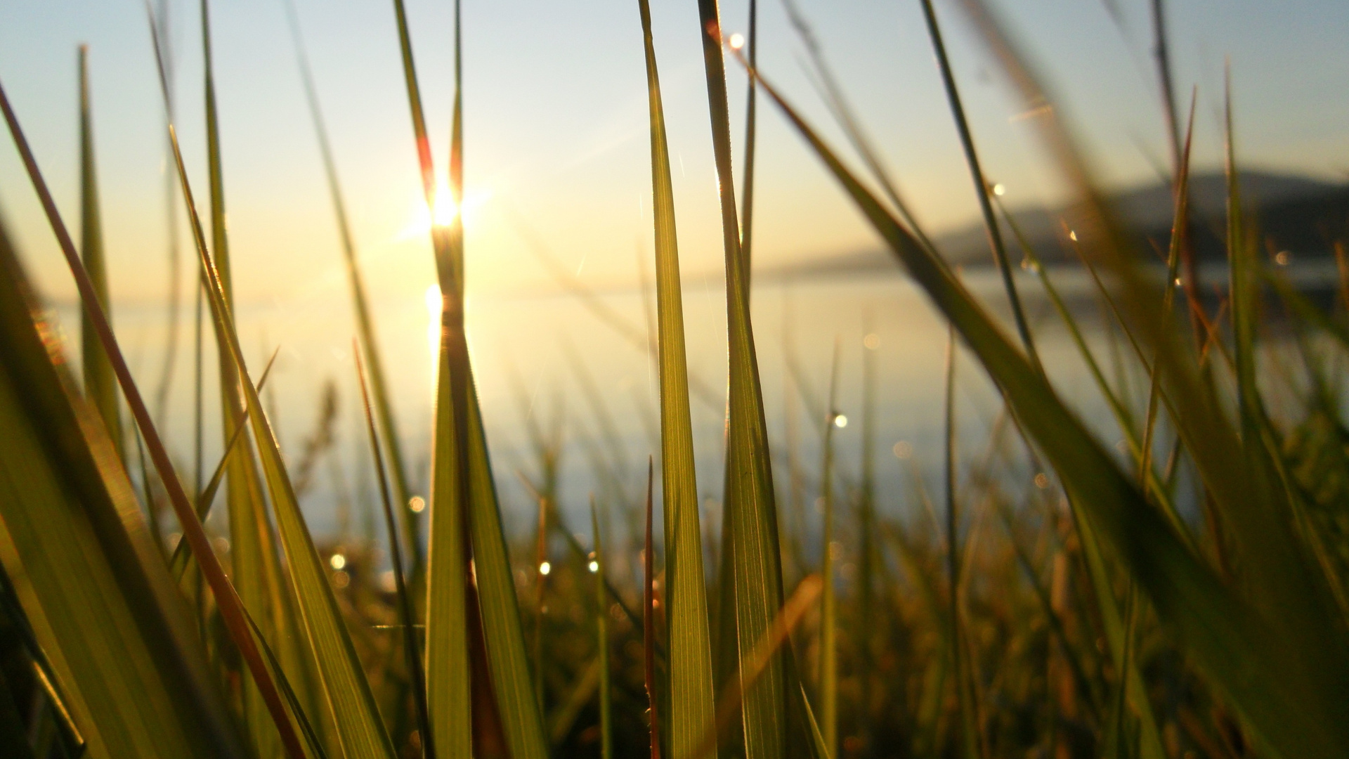 Green Wheat Field During Sunset. Wallpaper in 1920x1080 Resolution