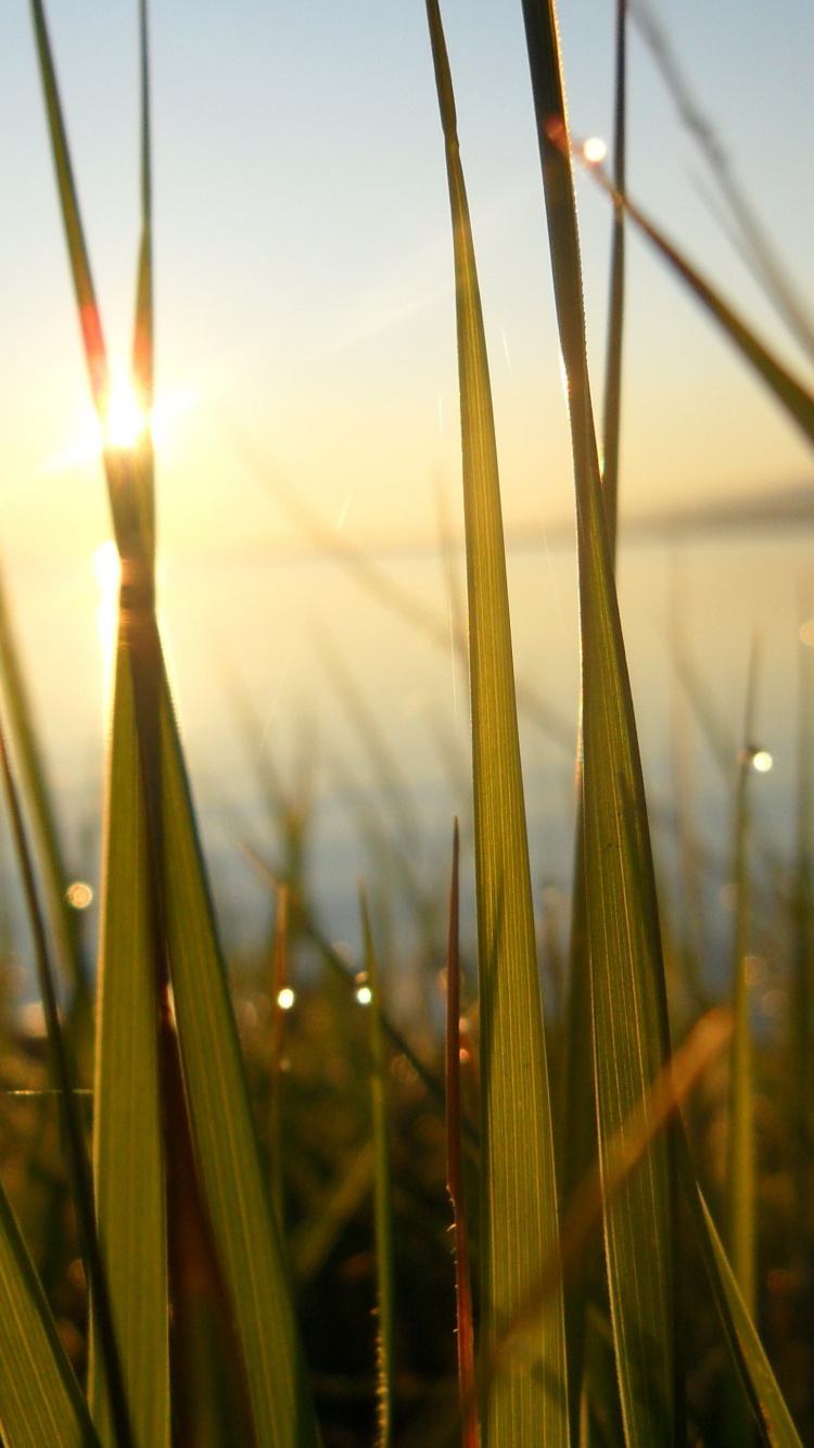 Green Wheat Field During Sunset. Wallpaper in 750x1334 Resolution