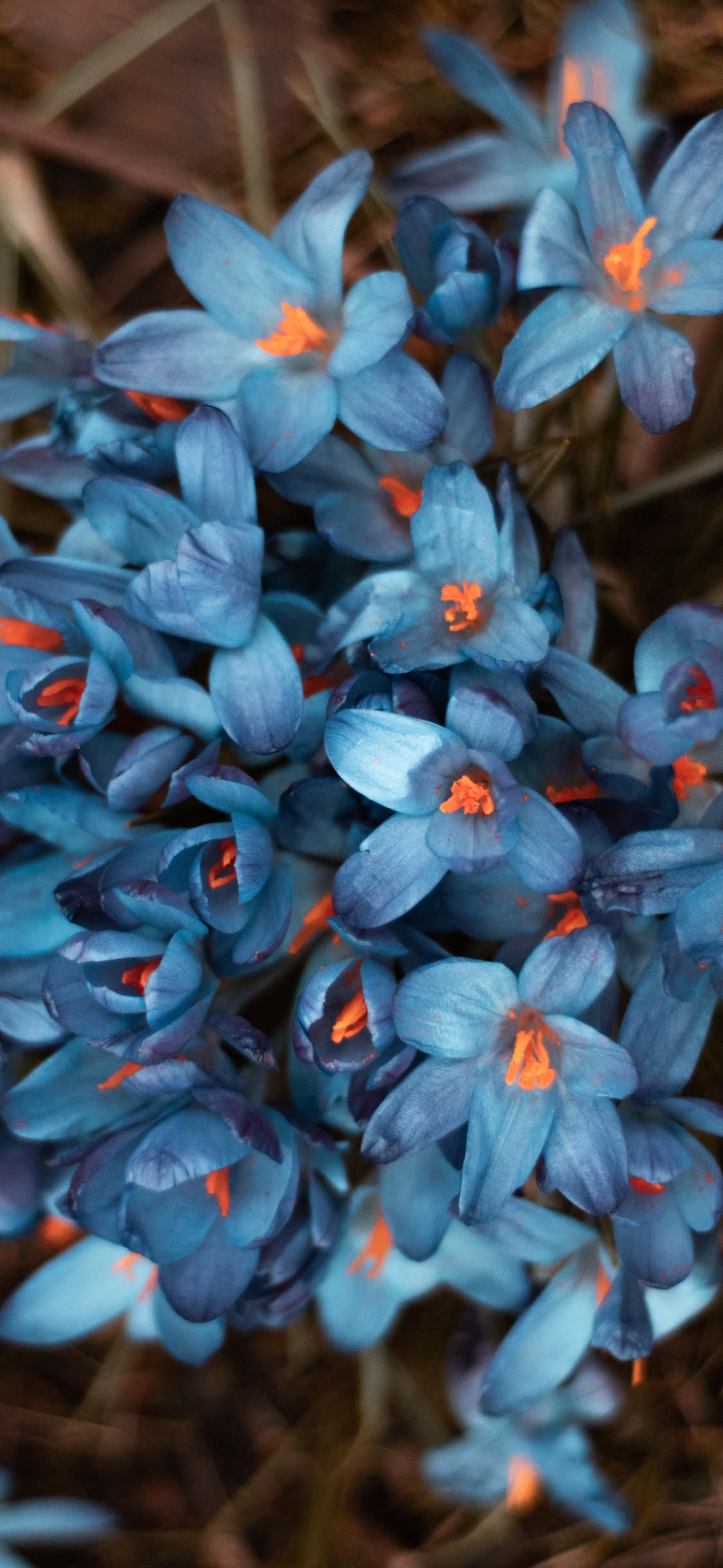 Fleurs Bleues Dans L'objectif à Basculement. Wallpaper in 1125x2436 Resolution
