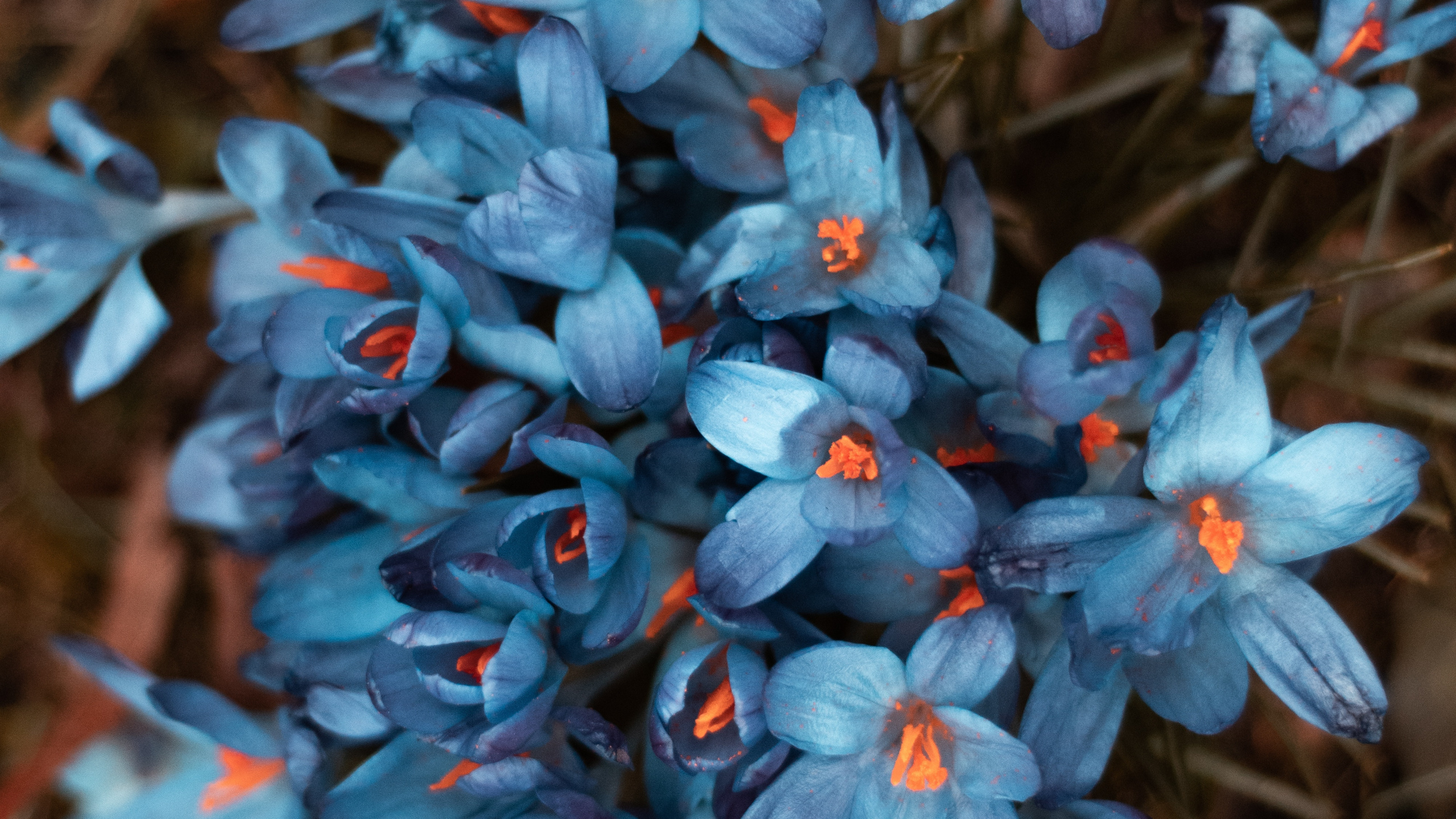 Fleurs Bleues Dans L'objectif à Basculement. Wallpaper in 2560x1440 Resolution