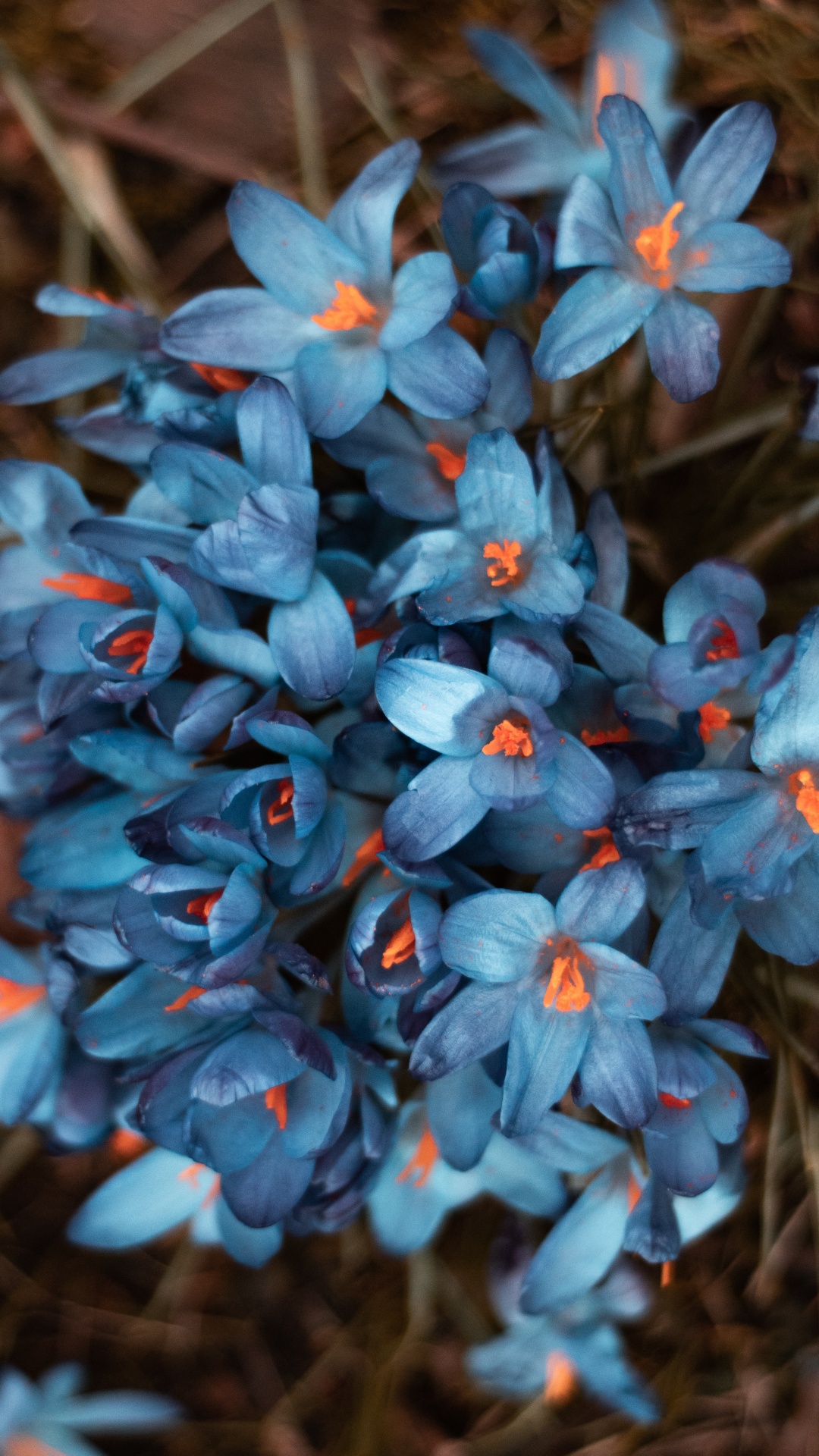 Blaue Blumen in Tilt-Shift-Linse. Wallpaper in 1080x1920 Resolution
