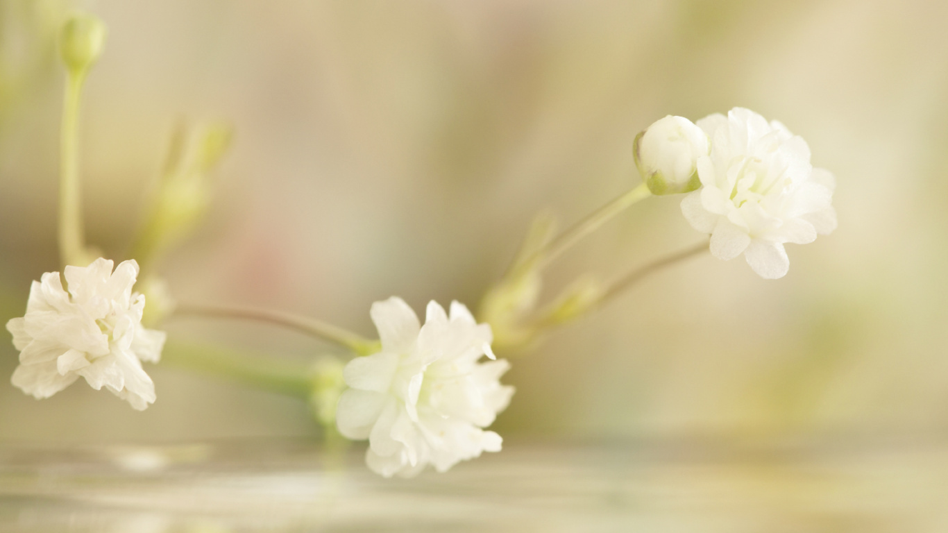 Weiße Blume Auf Braunem Holztisch. Wallpaper in 1366x768 Resolution