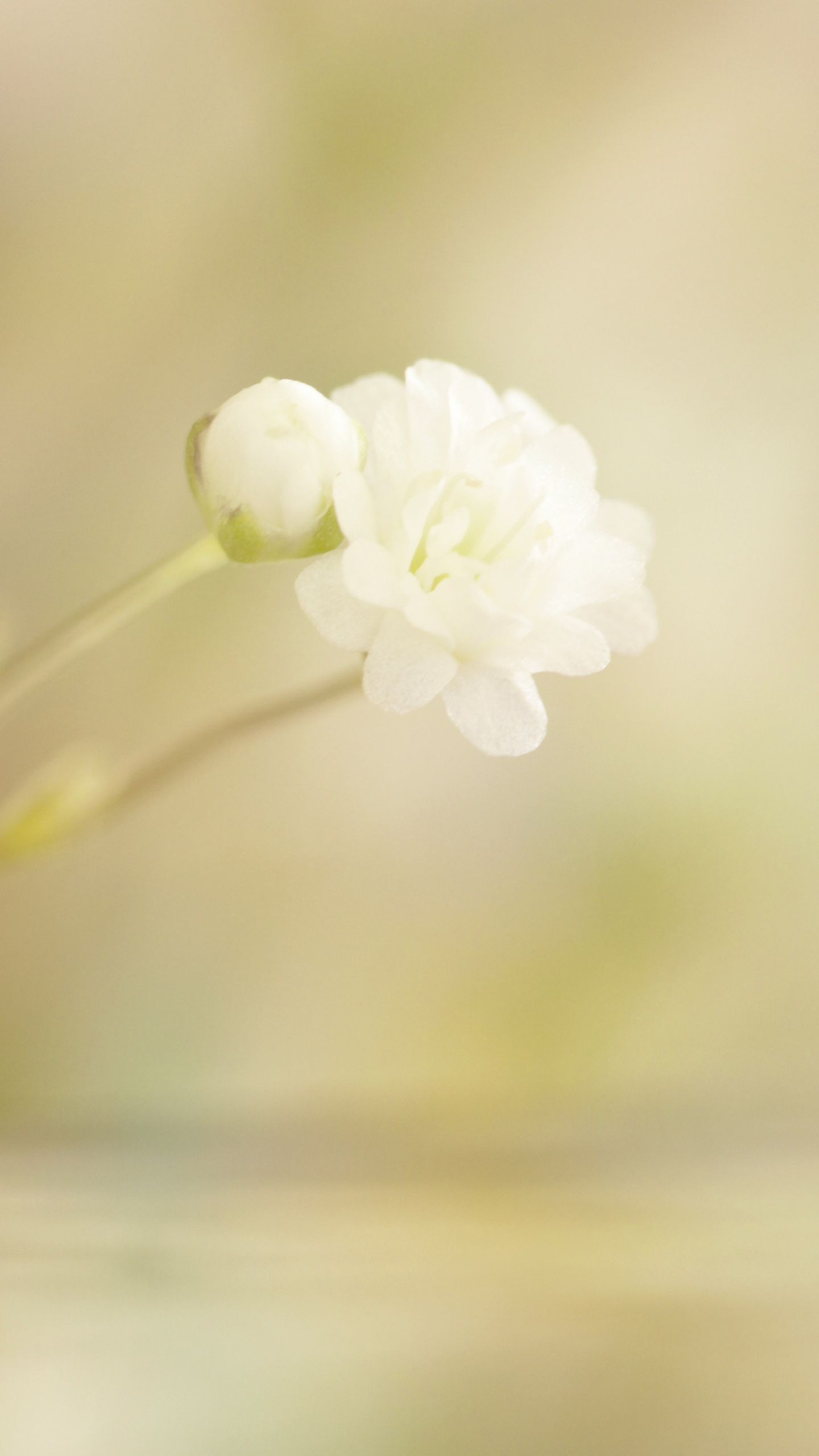 Fleur Blanche Sur Une Table en Bois Marron. Wallpaper in 1440x2560 Resolution