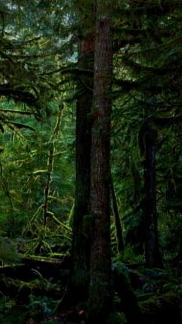 Green Trees in Forest During Daytime. Wallpaper in 720x1280 Resolution