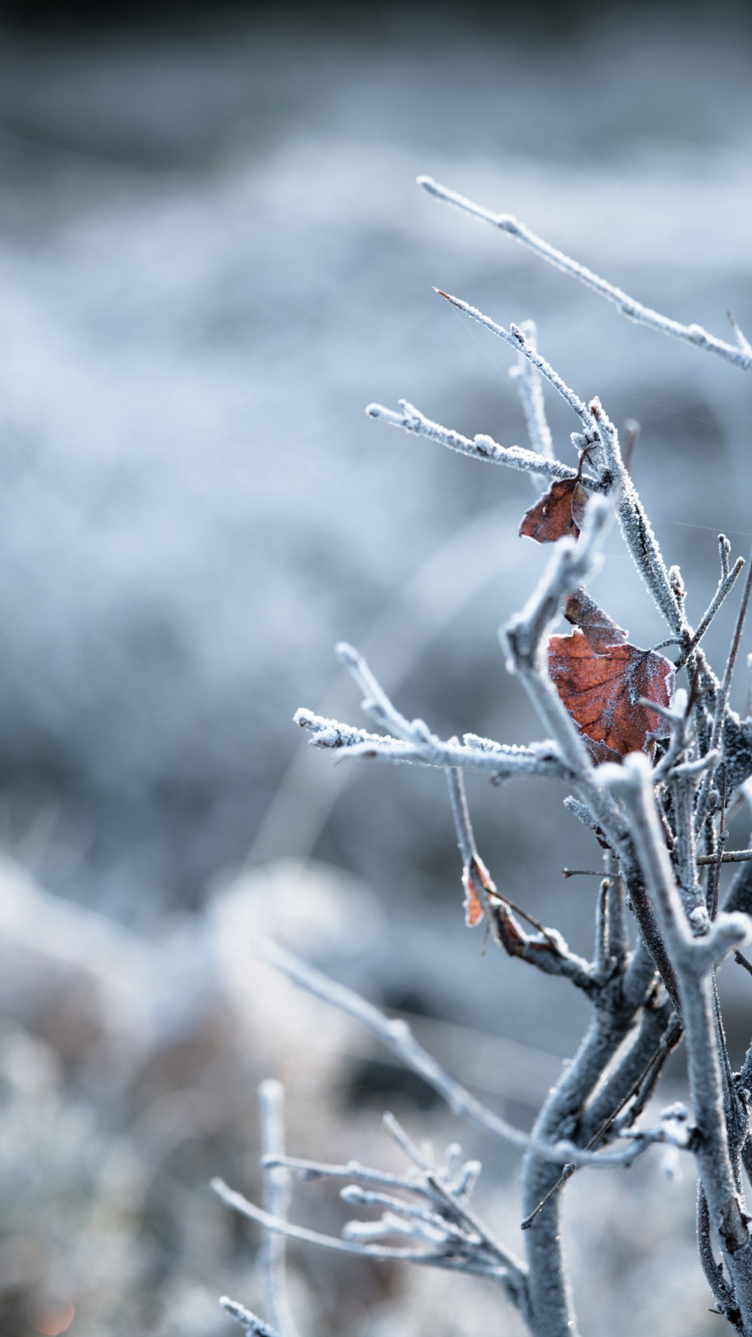 Branch, Zweig, Winter, Einfrieren, Frost. Wallpaper in 1080x1920 Resolution