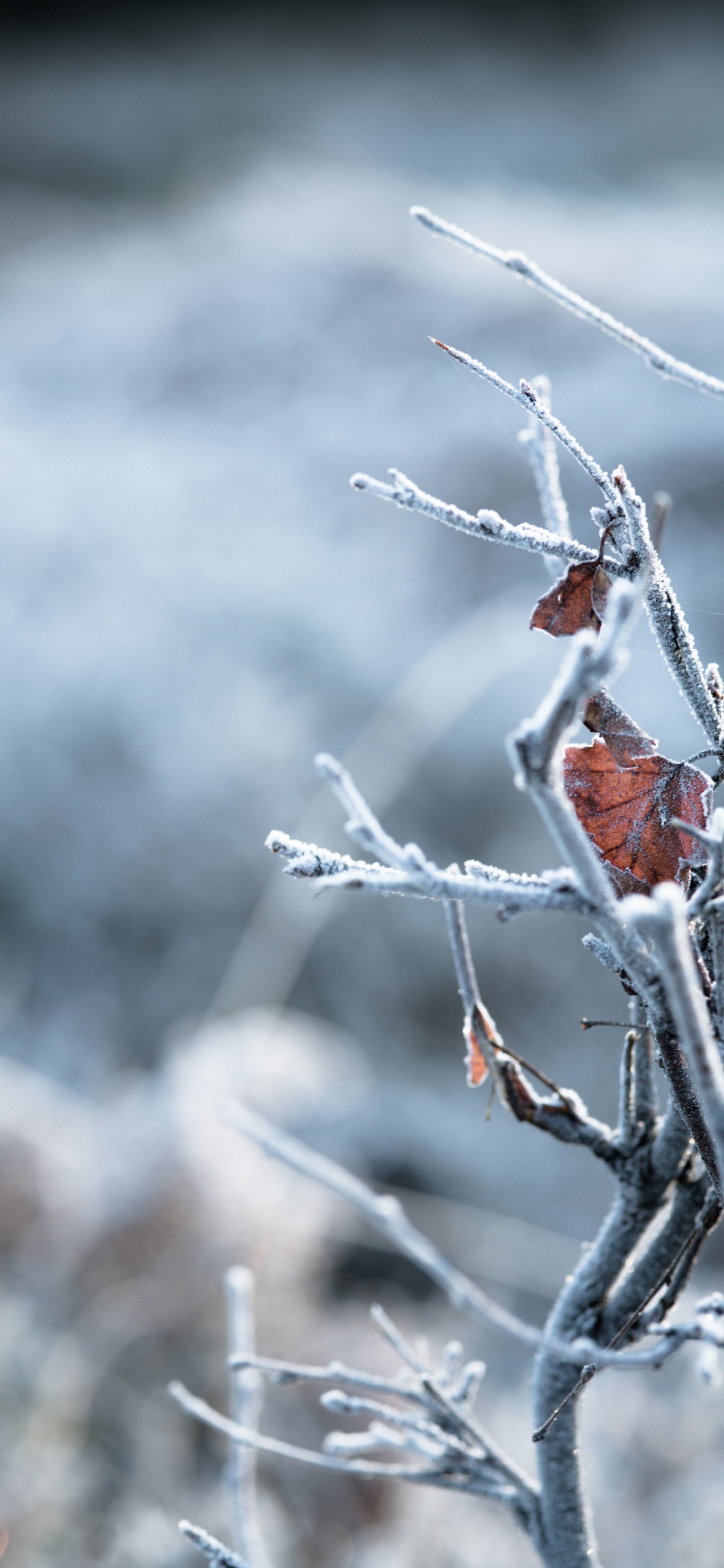 Branch, Zweig, Winter, Einfrieren, Frost. Wallpaper in 1125x2436 Resolution