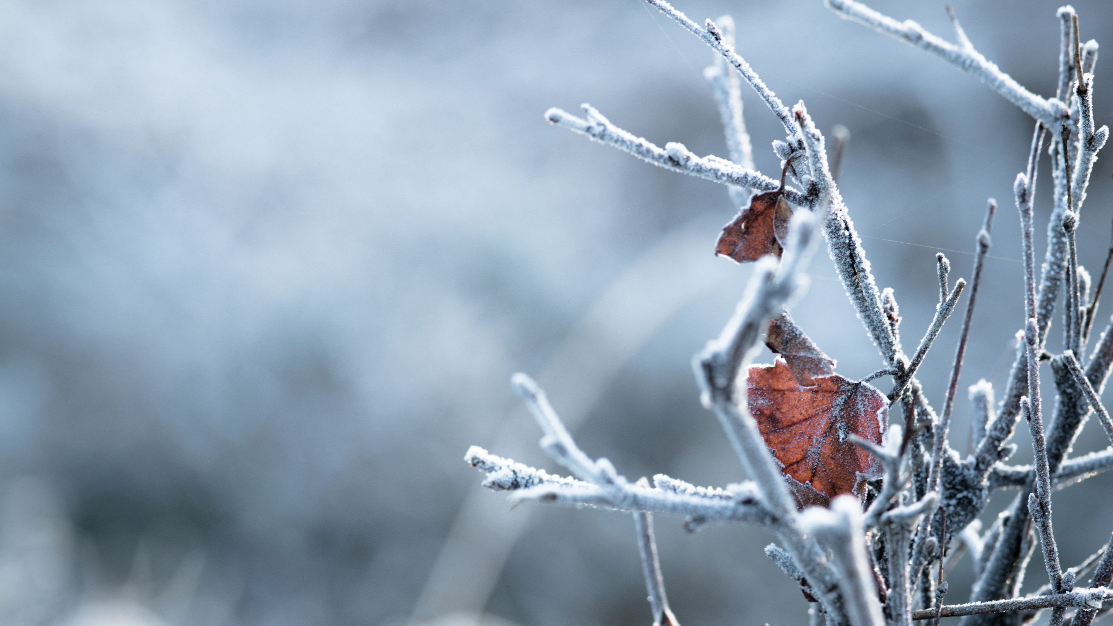 Rameau, Hiver, Congélation, Gel, Feuille. Wallpaper in 3840x2160 Resolution