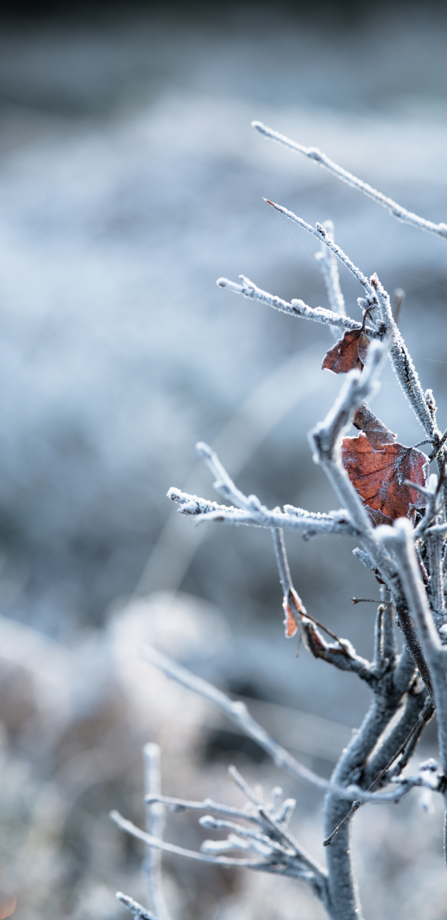 Sucursal, Ramita, Invierno, Congelación, Helada. Wallpaper in 1440x2960 Resolution