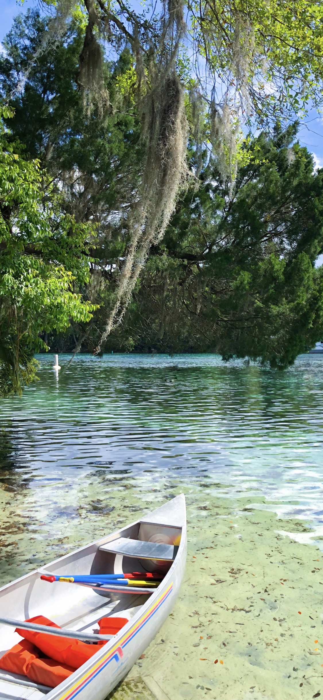 Boot, Wasser-Transport, Natur, Naturschutzgebiet, Baum. Wallpaper in 1125x2436 Resolution