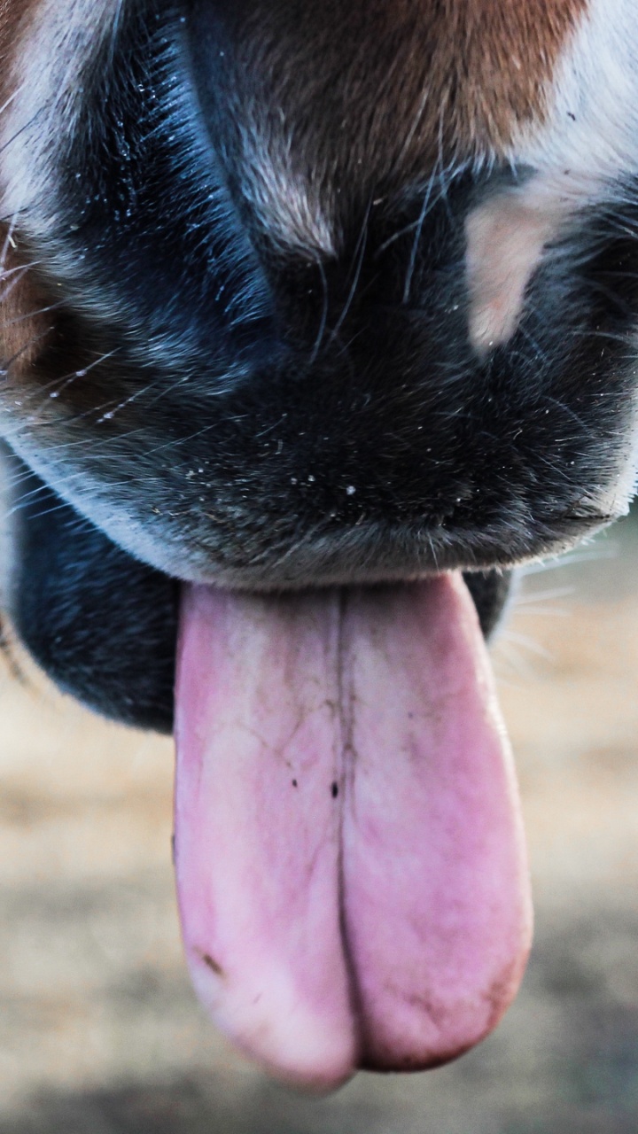 Cheval Brun et Blanc Montrant la Langue. Wallpaper in 720x1280 Resolution