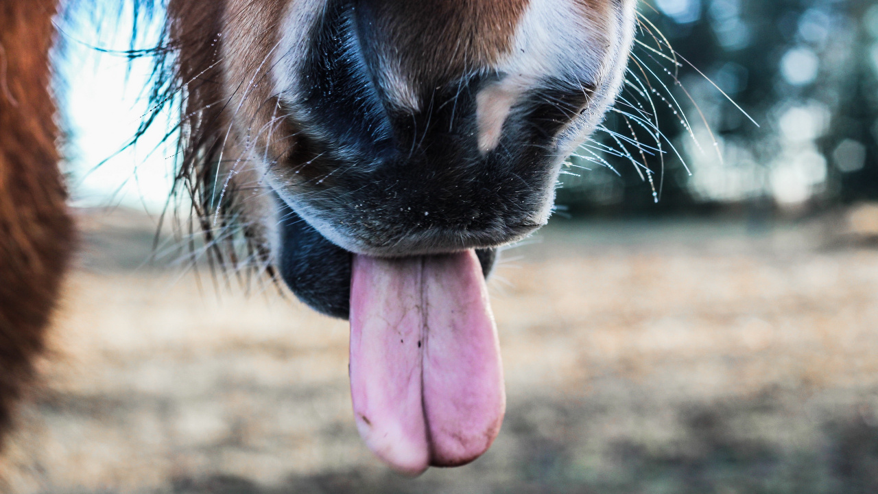 Brown and White Horse Showing Tongue. Wallpaper in 1280x720 Resolution