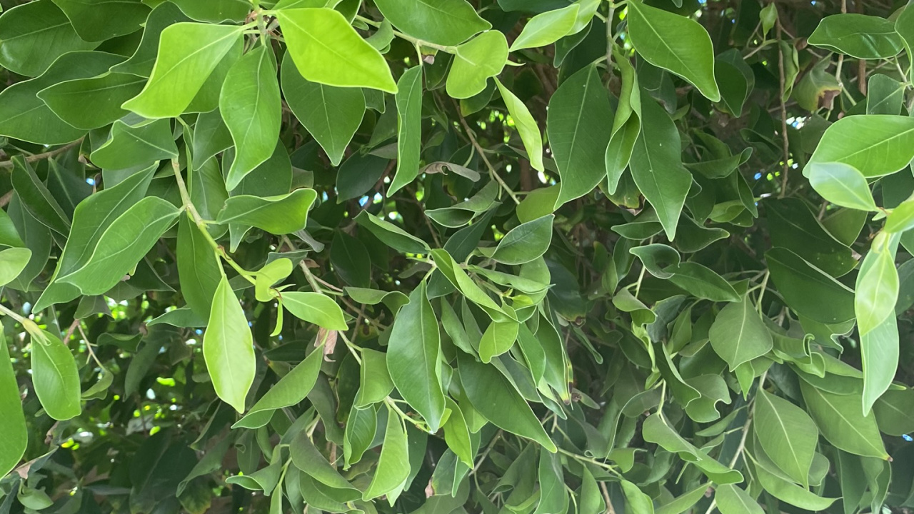 Leaf, Biology, Science, Plants, Woody Plant. Wallpaper in 1280x720 Resolution