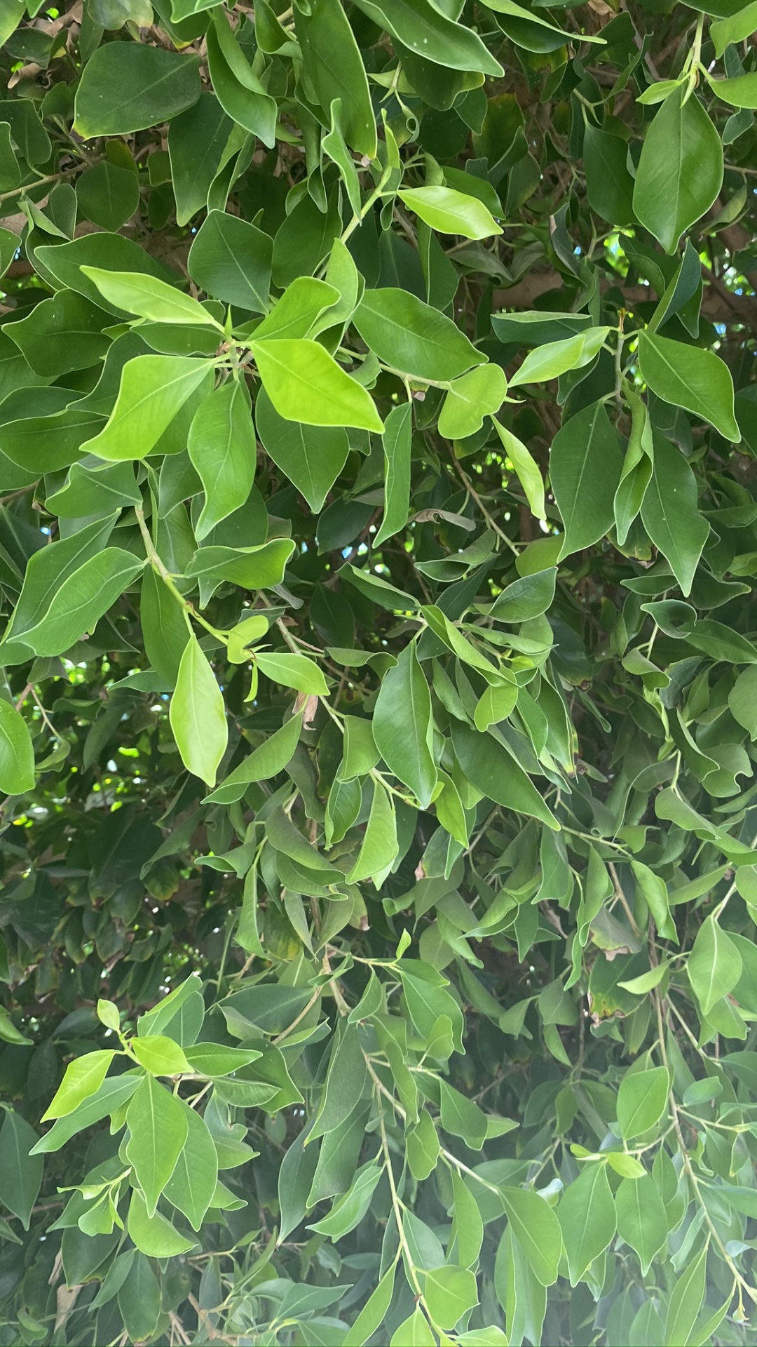 生物学, 科学, 木本植物 壁纸 1080x1920 允许