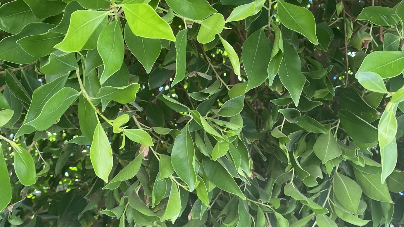 生物学, 科学, 木本植物 壁纸 1366x768 允许