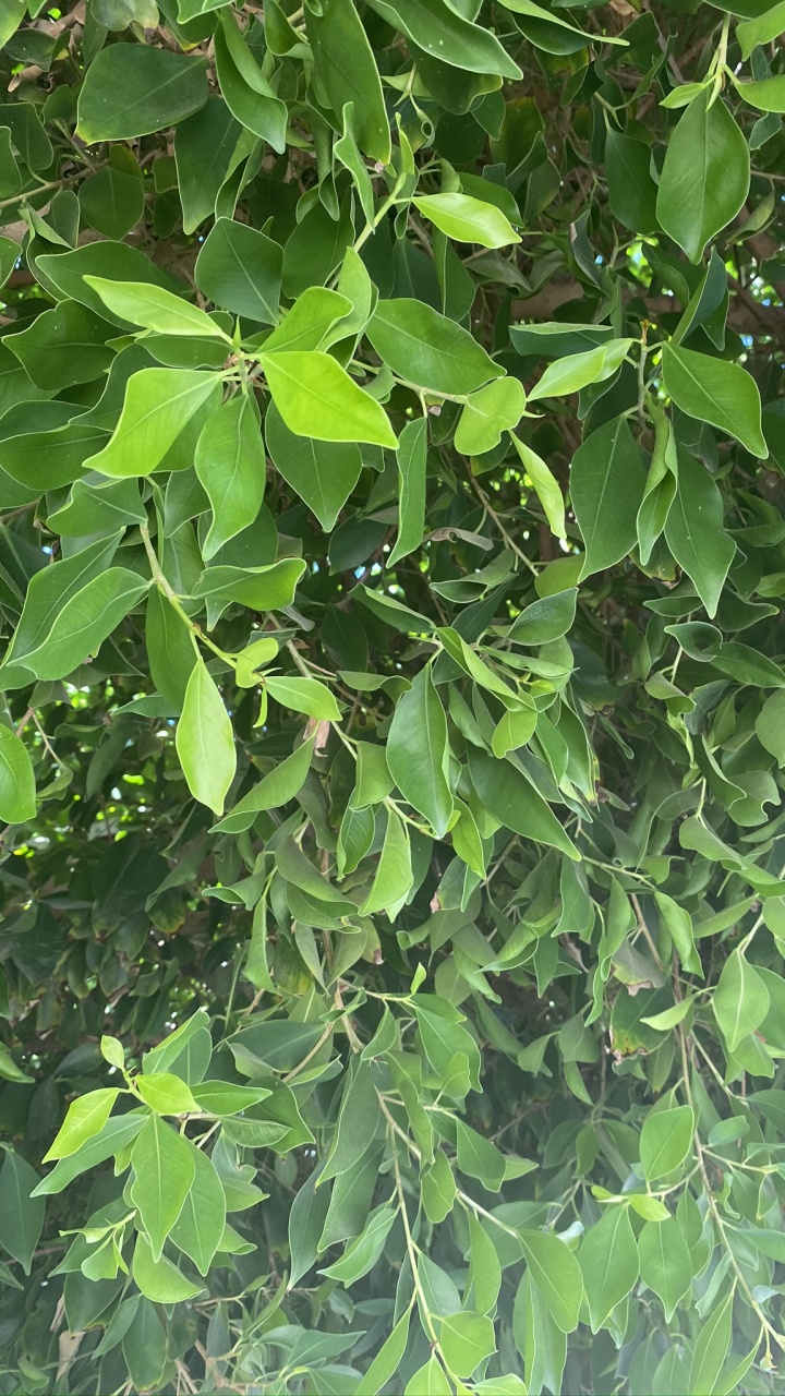 生物学, 科学, 木本植物 壁纸 720x1280 允许