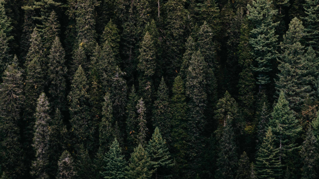 Vegetation, Baum, Wald, Gr, Natürlichen Umgebung. Wallpaper in 1280x720 Resolution
