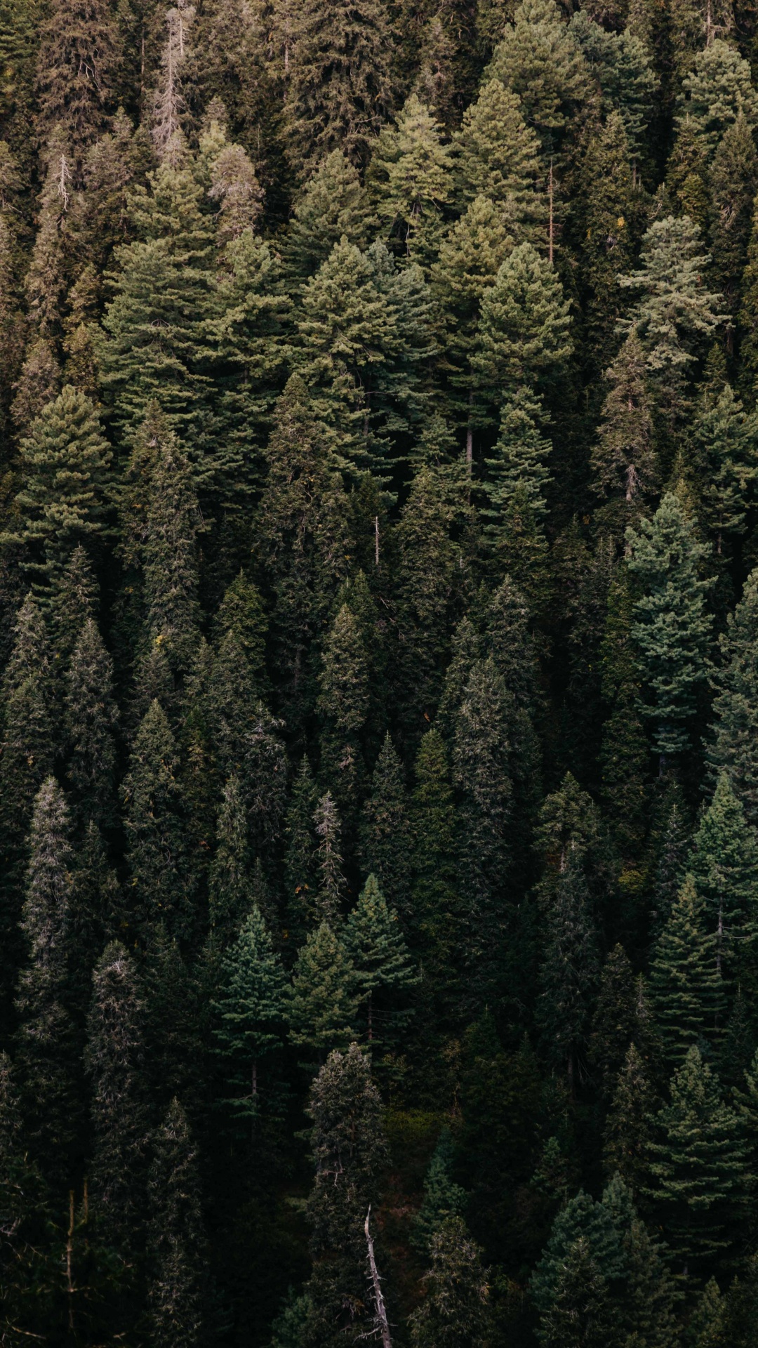 Vegetation, Tree, Forest, Green, Natural Environment. Wallpaper in 1080x1920 Resolution