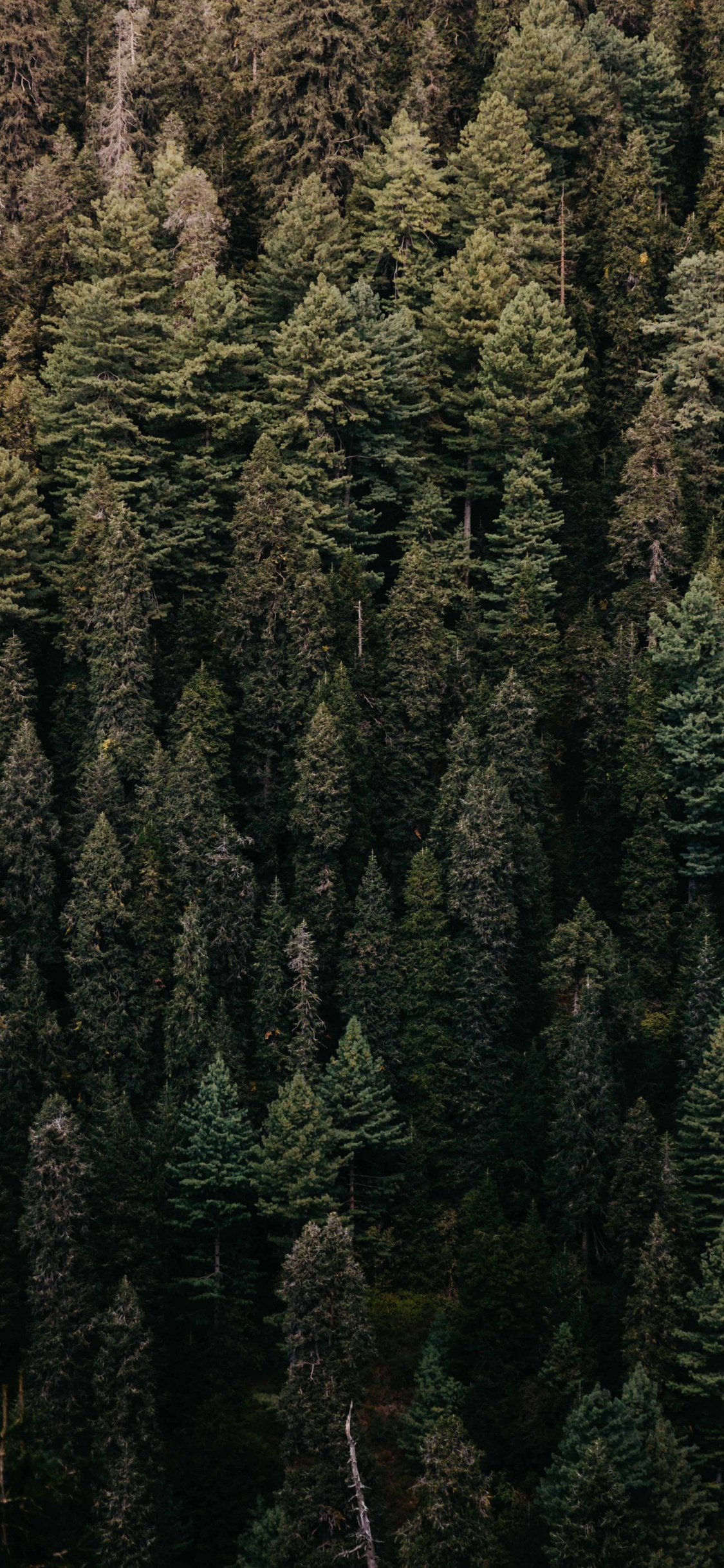 Vegetation, Tree, Forest, Green, Natural Environment. Wallpaper in 1125x2436 Resolution