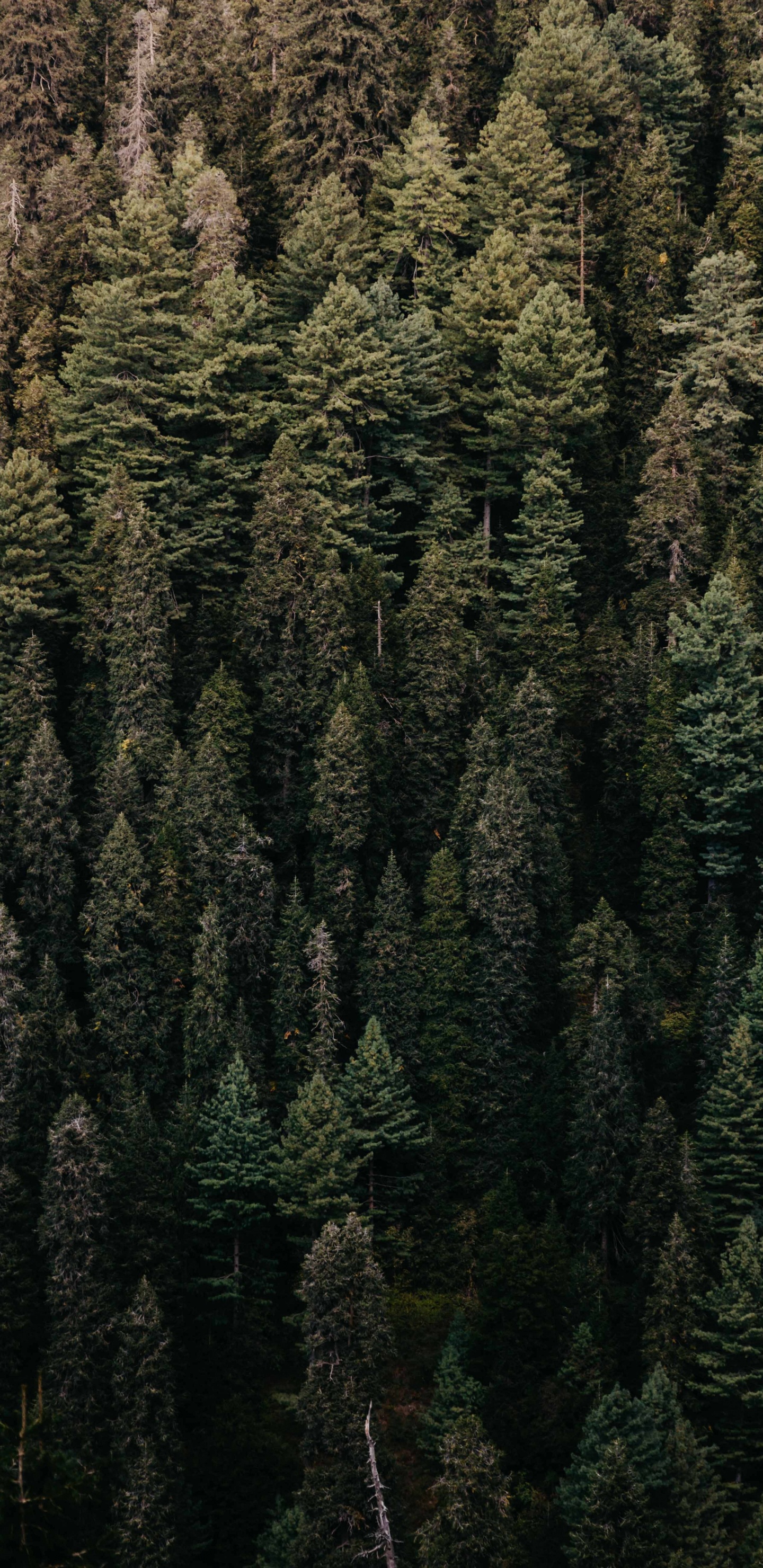 Vegetation, Tree, Forest, Green, Natural Environment. Wallpaper in 1440x2960 Resolution