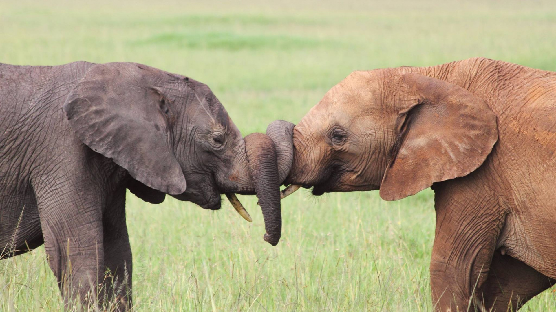 Brown Elephant on Green Grass Field During Daytime. Wallpaper in 1920x1080 Resolution