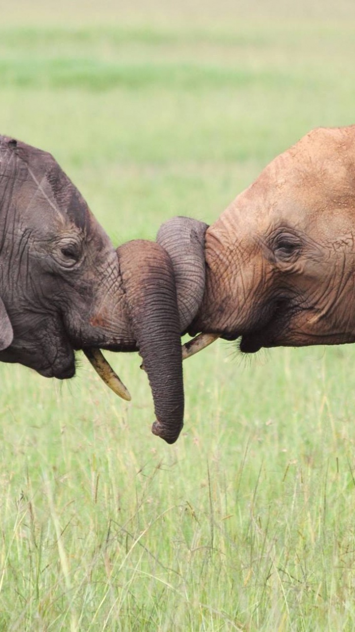 Brown Elephant on Green Grass Field During Daytime. Wallpaper in 720x1280 Resolution