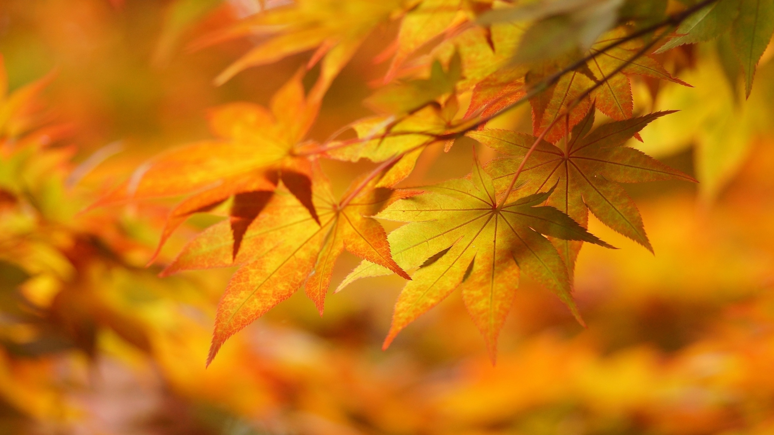 Gelbes Und Braunes Ahornblatt. Wallpaper in 2560x1440 Resolution