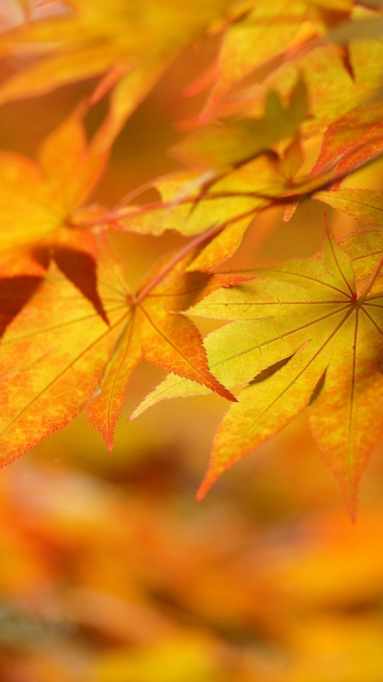 Gelbes Und Braunes Ahornblatt. Wallpaper in 750x1334 Resolution