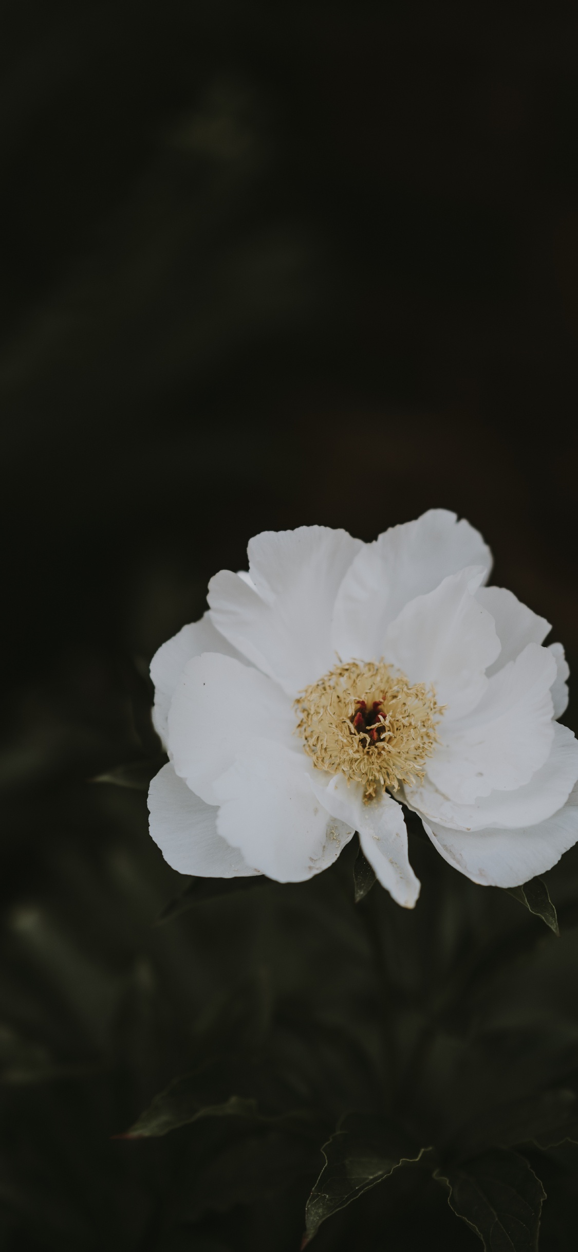 牡丹, 白色, 野花, 显花植物, 玫瑰家庭 壁纸 1125x2436 允许