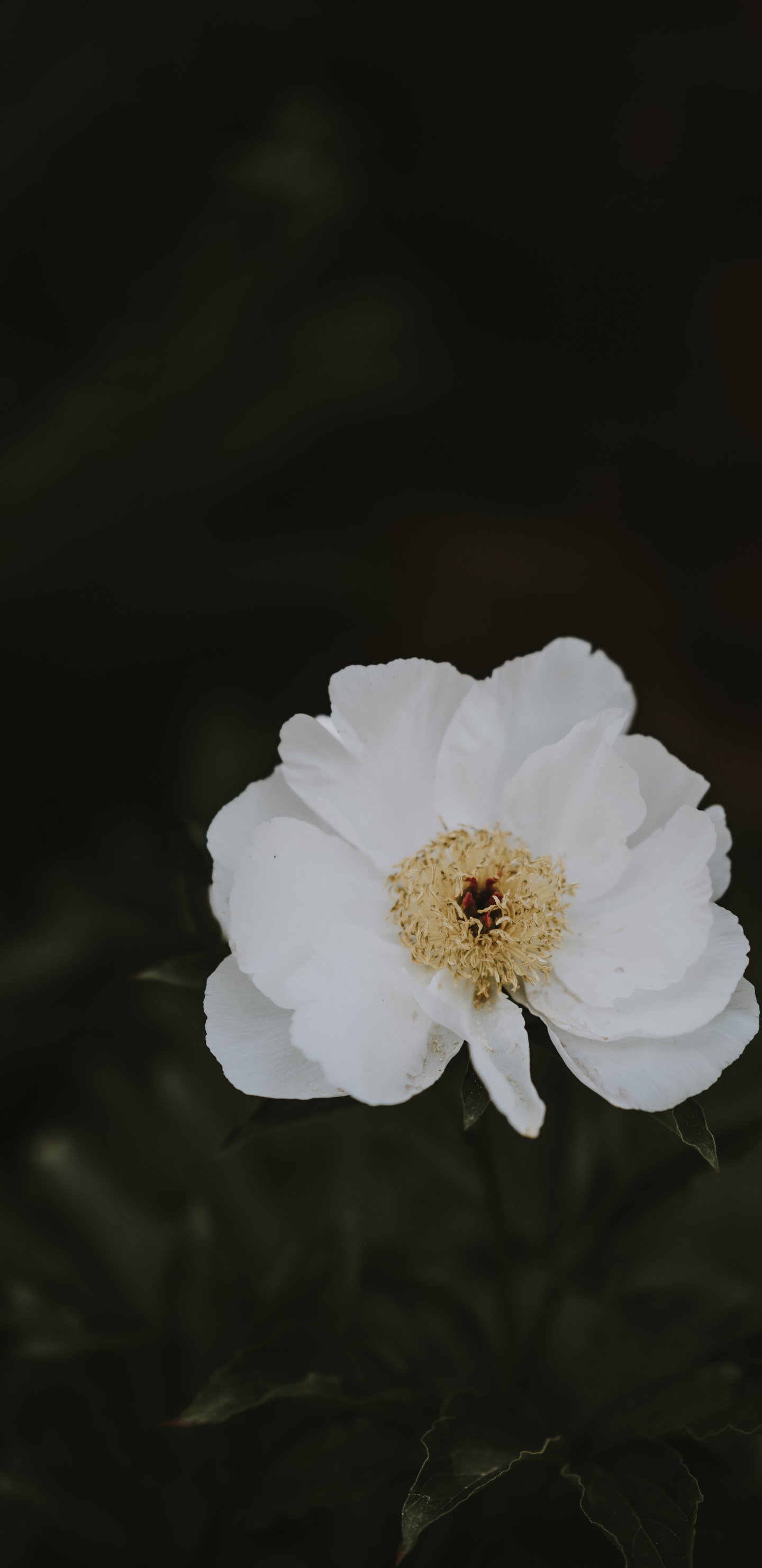 牡丹, 白色, 野花, 显花植物, 玫瑰家庭 壁纸 1440x2960 允许