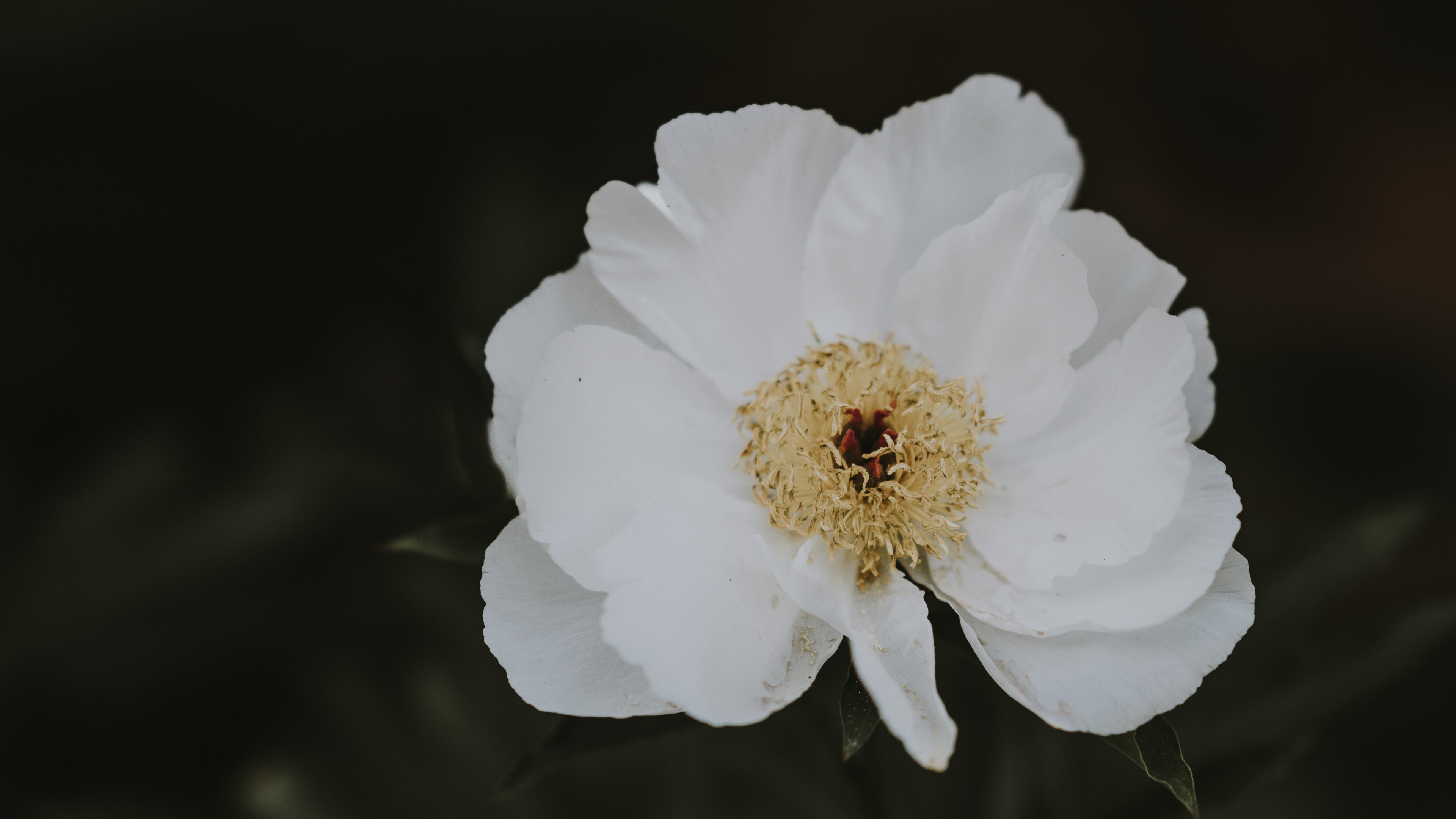 White Flower in Black Background. Wallpaper in 3840x2160 Resolution