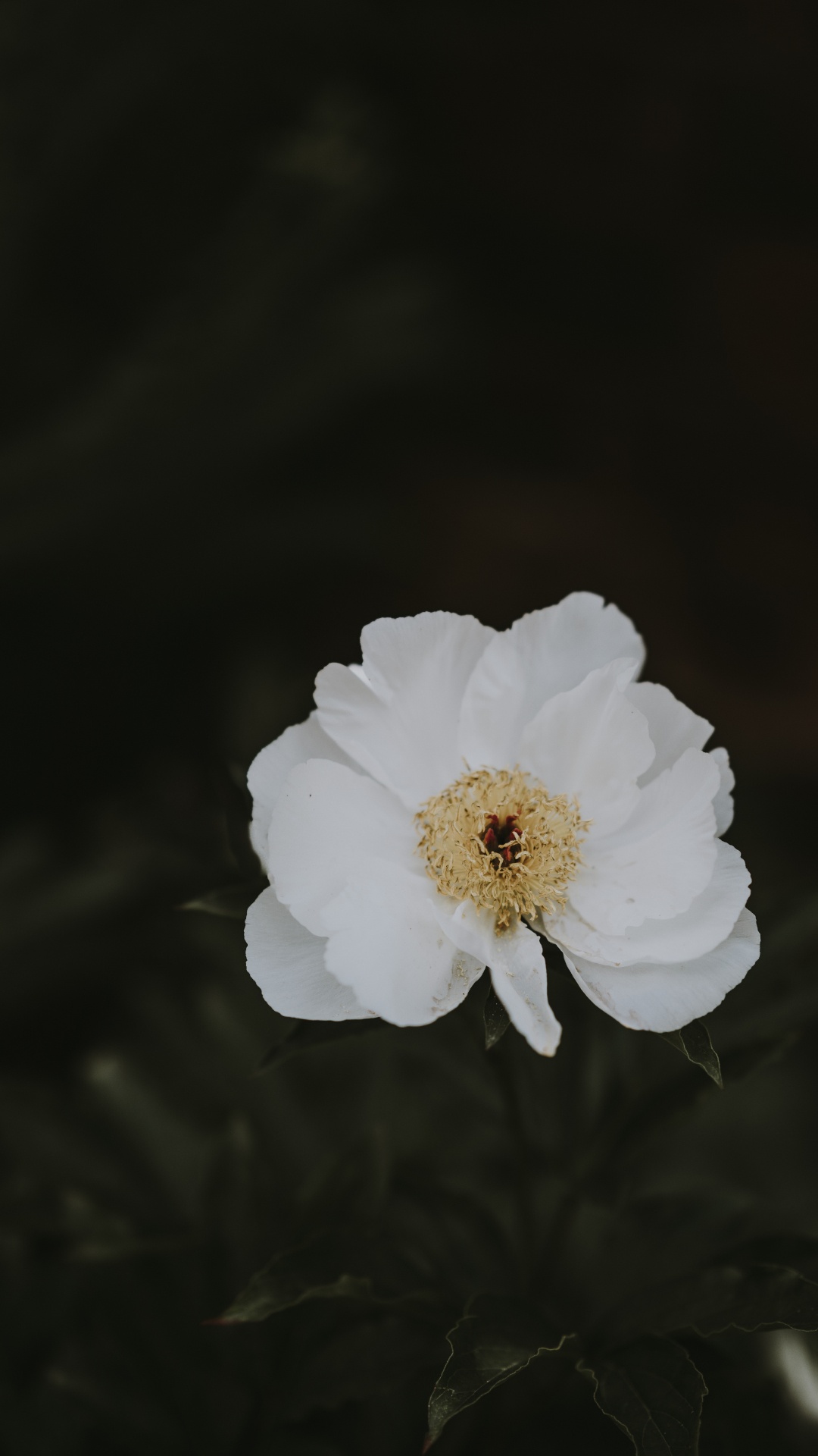 Weiße Blume Auf Schwarzem Hintergrund. Wallpaper in 1080x1920 Resolution