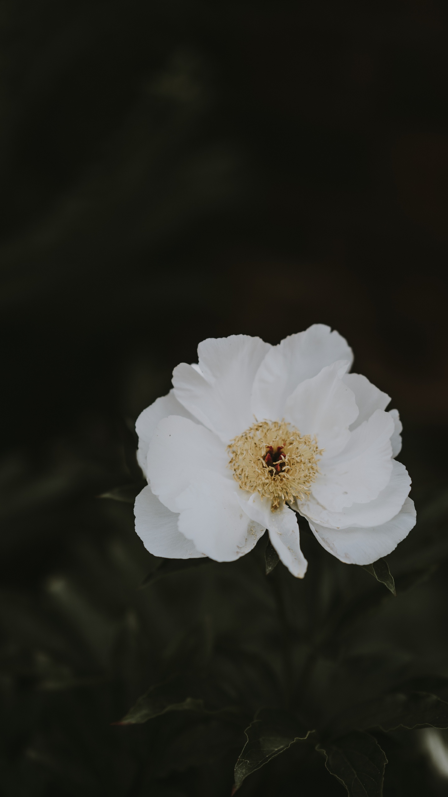 Weiße Blume Auf Schwarzem Hintergrund. Wallpaper in 1440x2560 Resolution