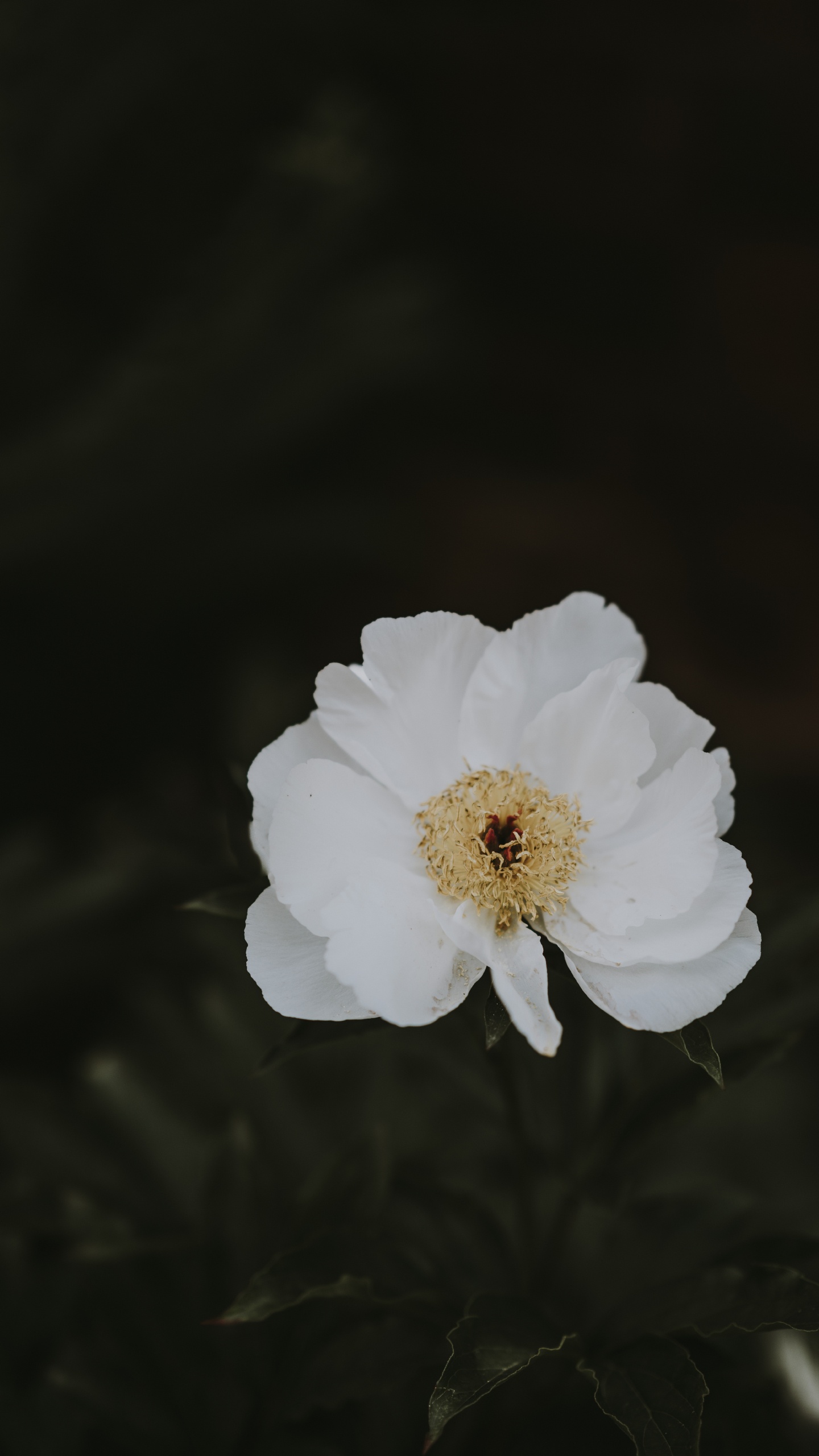 Fleur Blanche Sur Fond Noir. Wallpaper in 1440x2560 Resolution