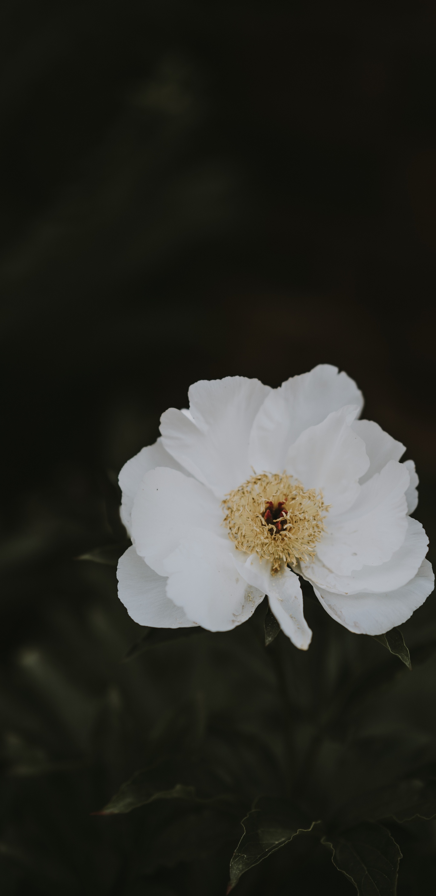 Fleur Blanche Sur Fond Noir. Wallpaper in 1440x2960 Resolution