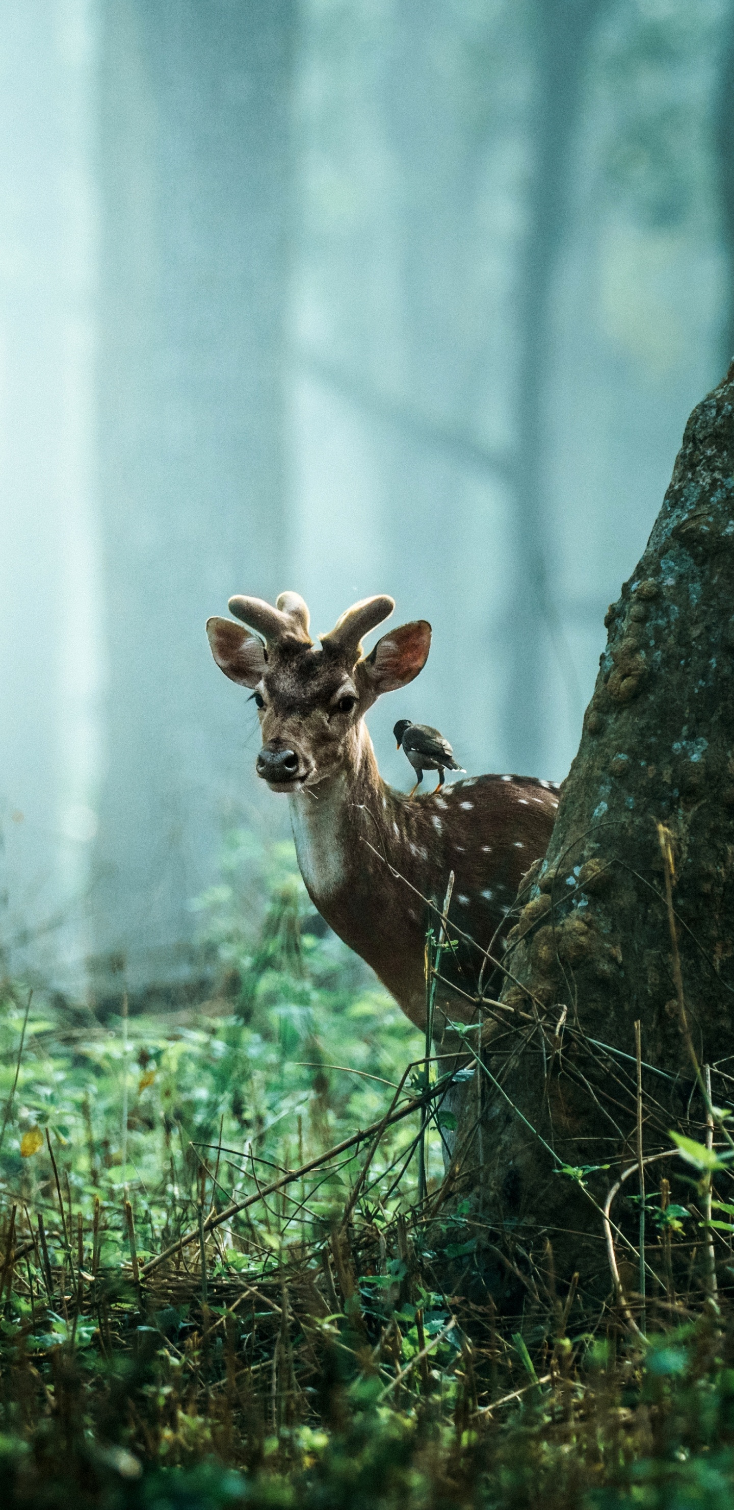 Tiger, Tierwelt, Natur, Holz, Stamm. Wallpaper in 1440x2960 Resolution