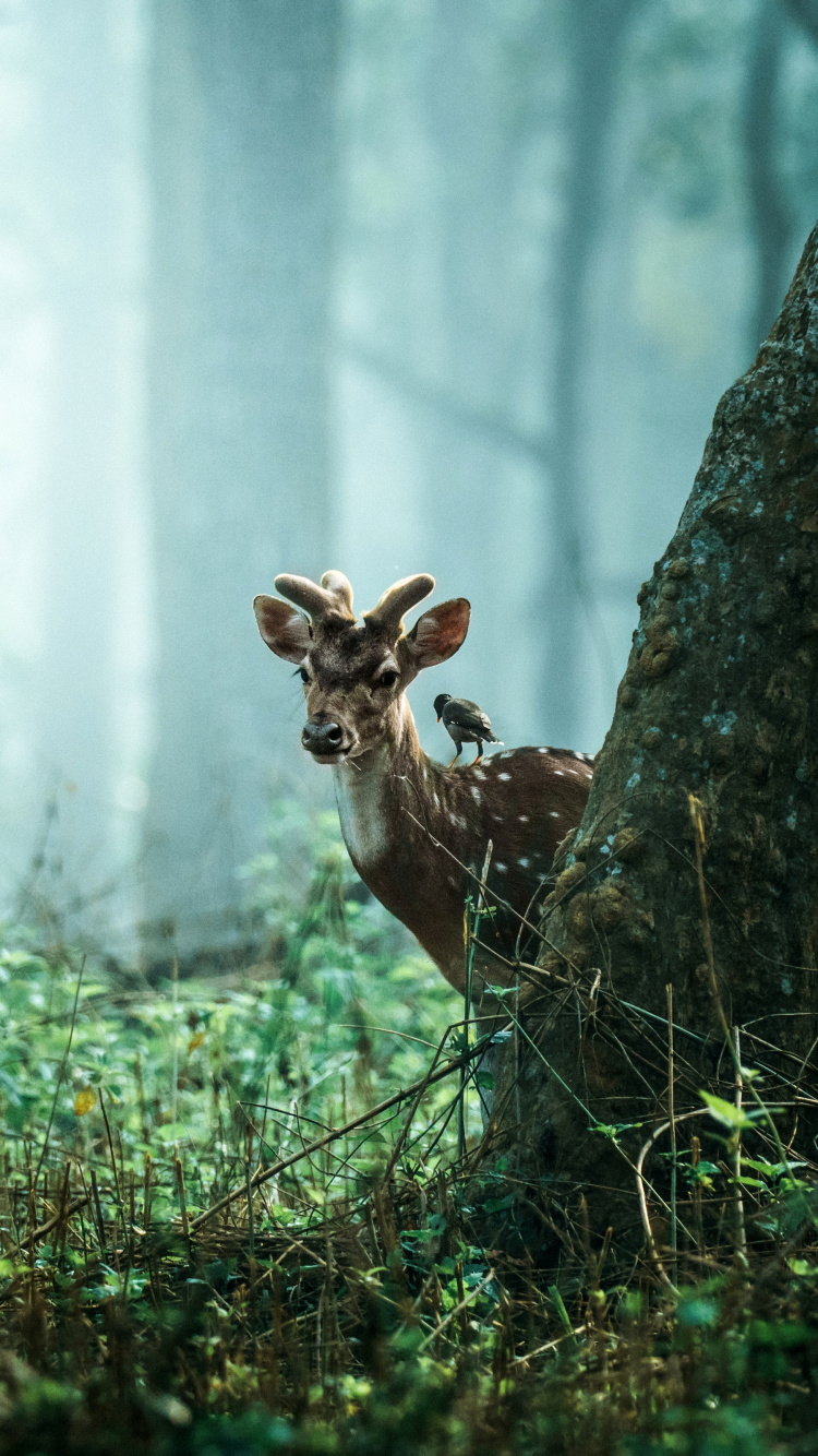 Tiger, Wildlife, Nature, Plant, Wood. Wallpaper in 750x1334 Resolution