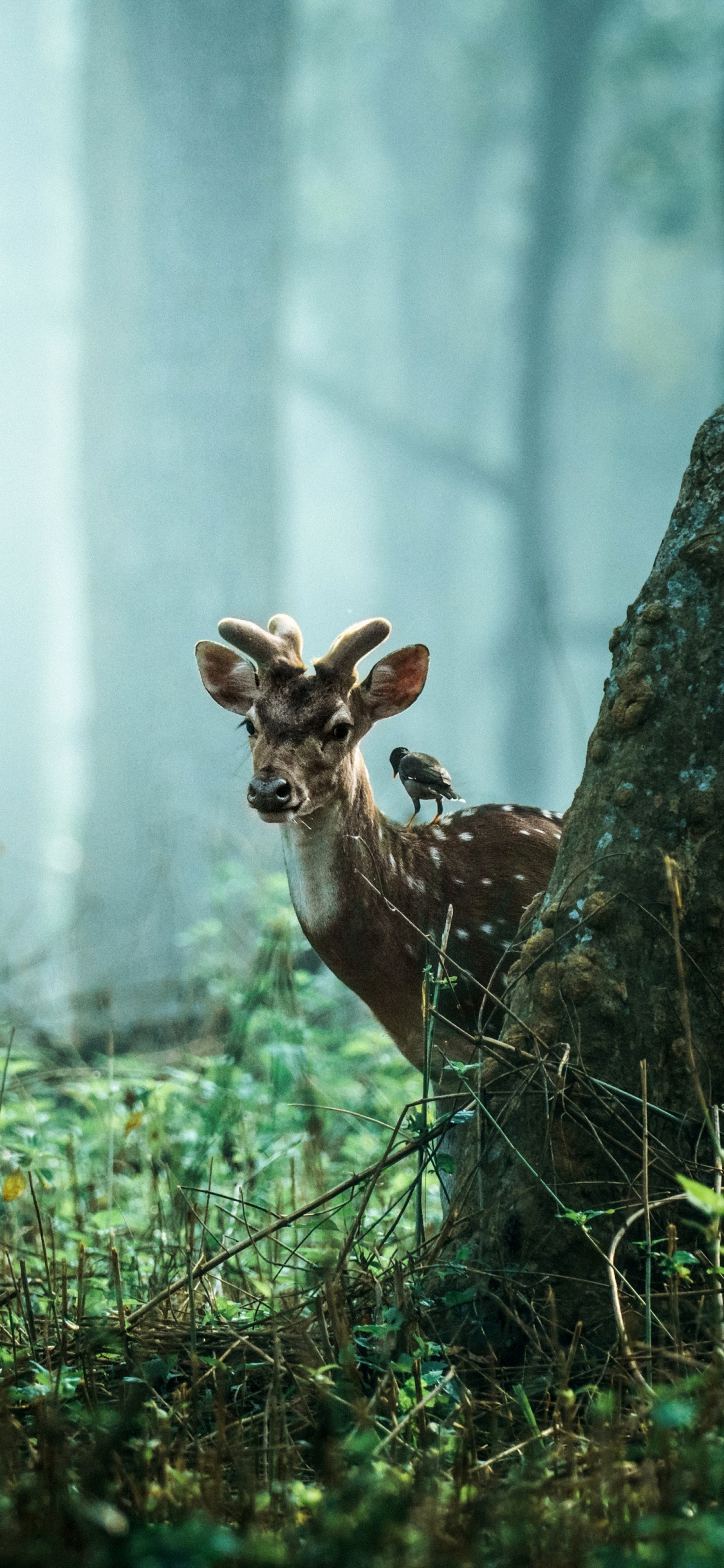 Tigre, Fauna, Naturaleza, Madera, Paisaje Natural. Wallpaper in 1125x2436 Resolution
